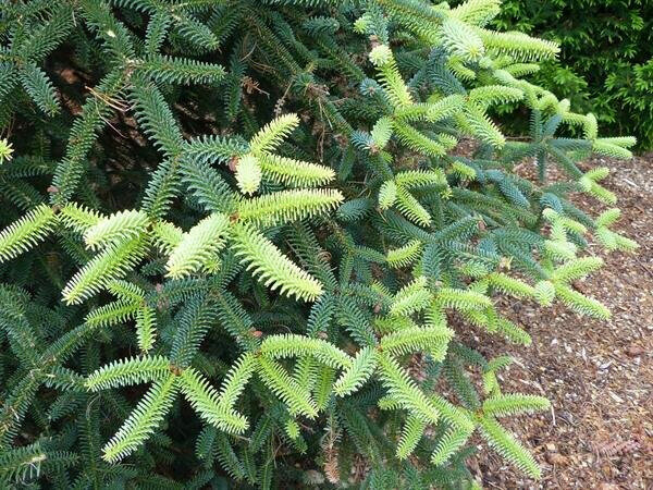  Abies pinsapo "Glauca": This blue Spanish Fir is showing off its bright green new growth in the spring. 