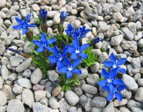  Gentiana pumila ssp. delphinsis: This sometimes difficult native of Europe blooms in the early spring and leaves remain evergreen. 