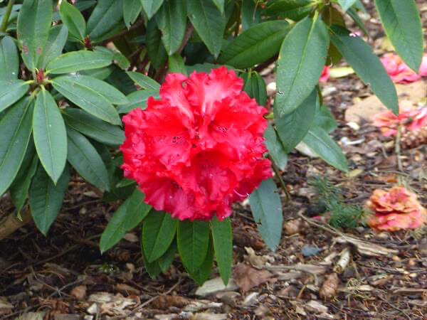  Rhododendron "Taurus" This is an old favorite blooming in mid April with glowing red flowers 