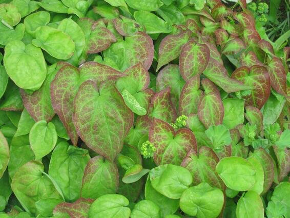  Epemedium rubrum Red-edged leaves in the winter followed by small red flowers. 