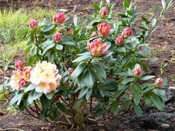  Rhododendron "Horizon Monarch" Blooming in early May with gigantic creamy yellow trusses this is an outstanding new Rhododendron. 