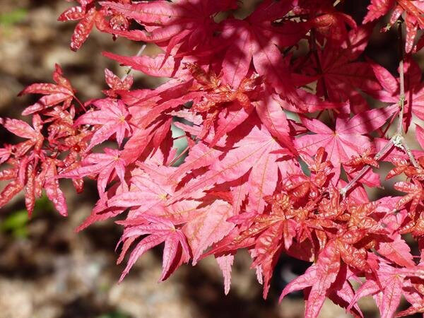  Beni Komachi spring foliage: “Beni Komachi has bright fuchsia red color in spring, subtle variegation in summer, and scarlet red color in fall.” 