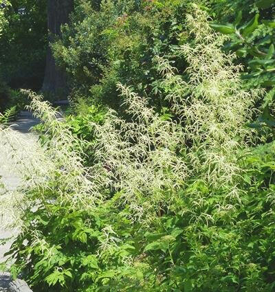  Goat’s Beard (Aruncus sylvestris) A tall (3 to 6 ft.) perennial with a large spay of creamy white flowers blooming in late spring. Roots had a wide variety of medicinal uses by aboriginal people 