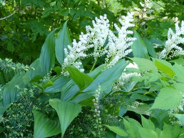  False Solomon’s Seal (Smilacena racemose) a perennial growing in clumps from rhizomes. Plumes of creamy white flowers. Fruit is a red berry, edible but not tasty. 