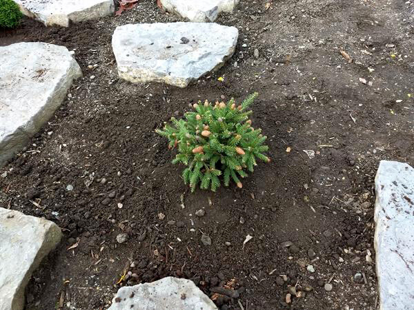  Picea abies "Pusch" This conifer is a dwarf spreading Norway spruce that features red cones in the spring at the terminal branches 