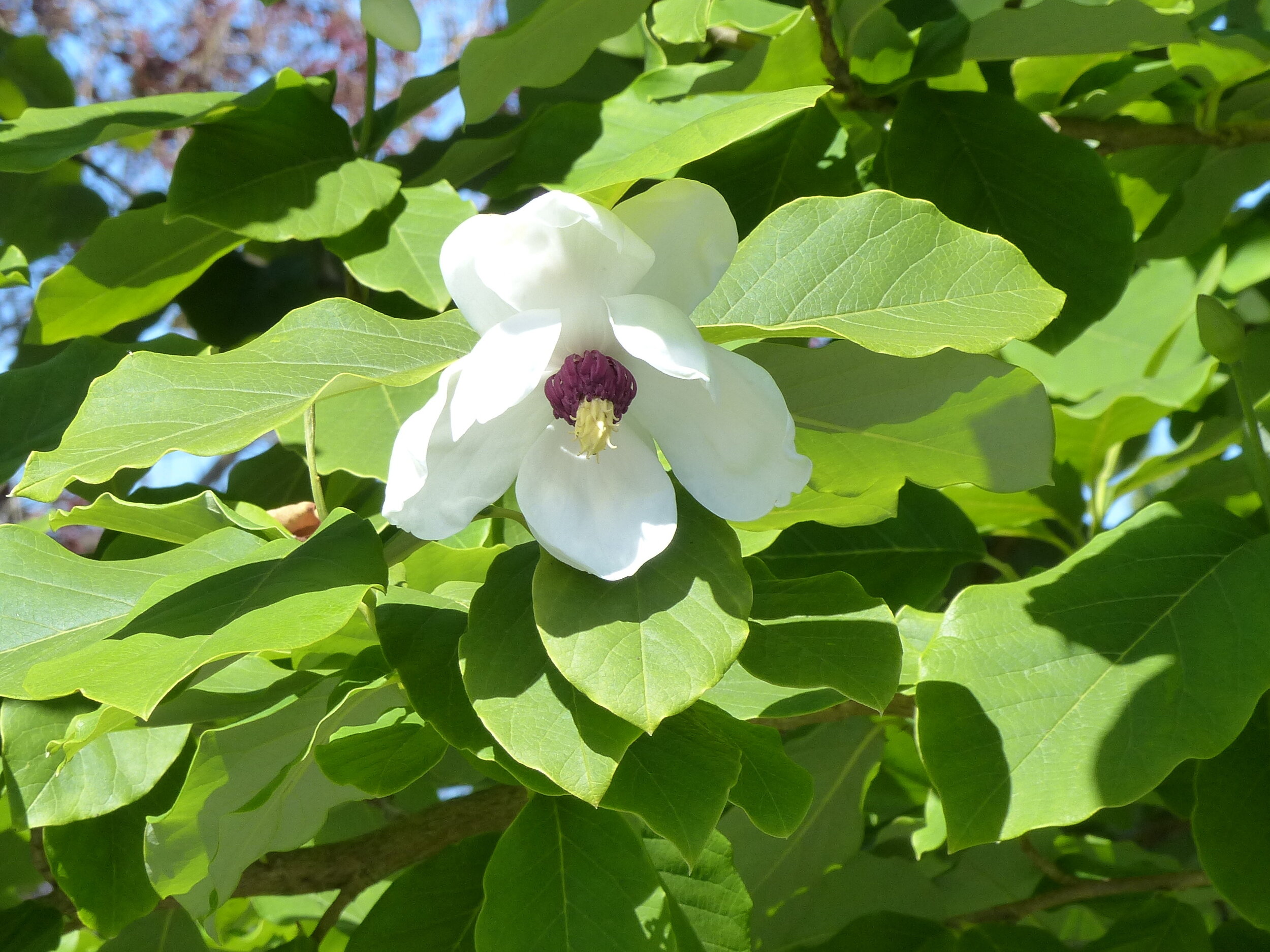 Magnolia sieboldii - Oyama magnolia