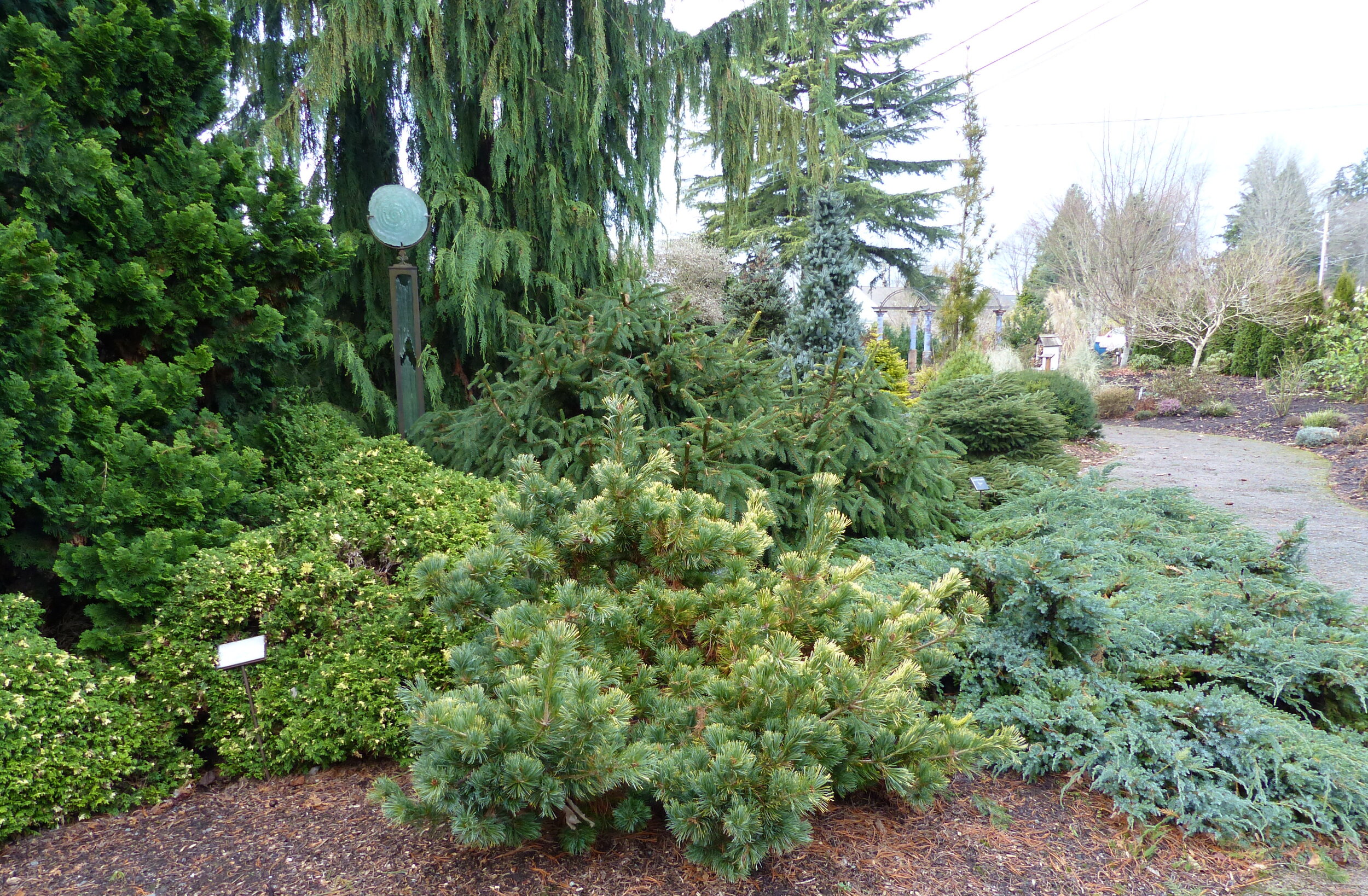 Pinus  parviflora 'Goldilocks'