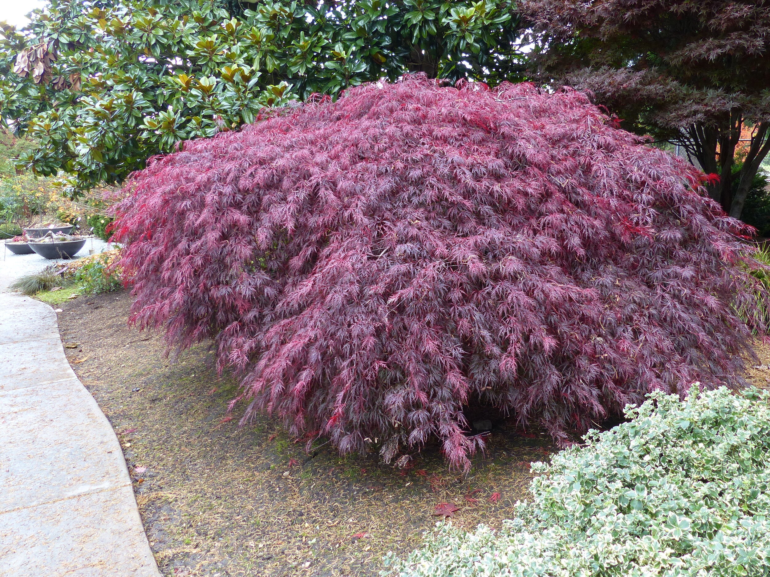 Red Lace Japanese Maple