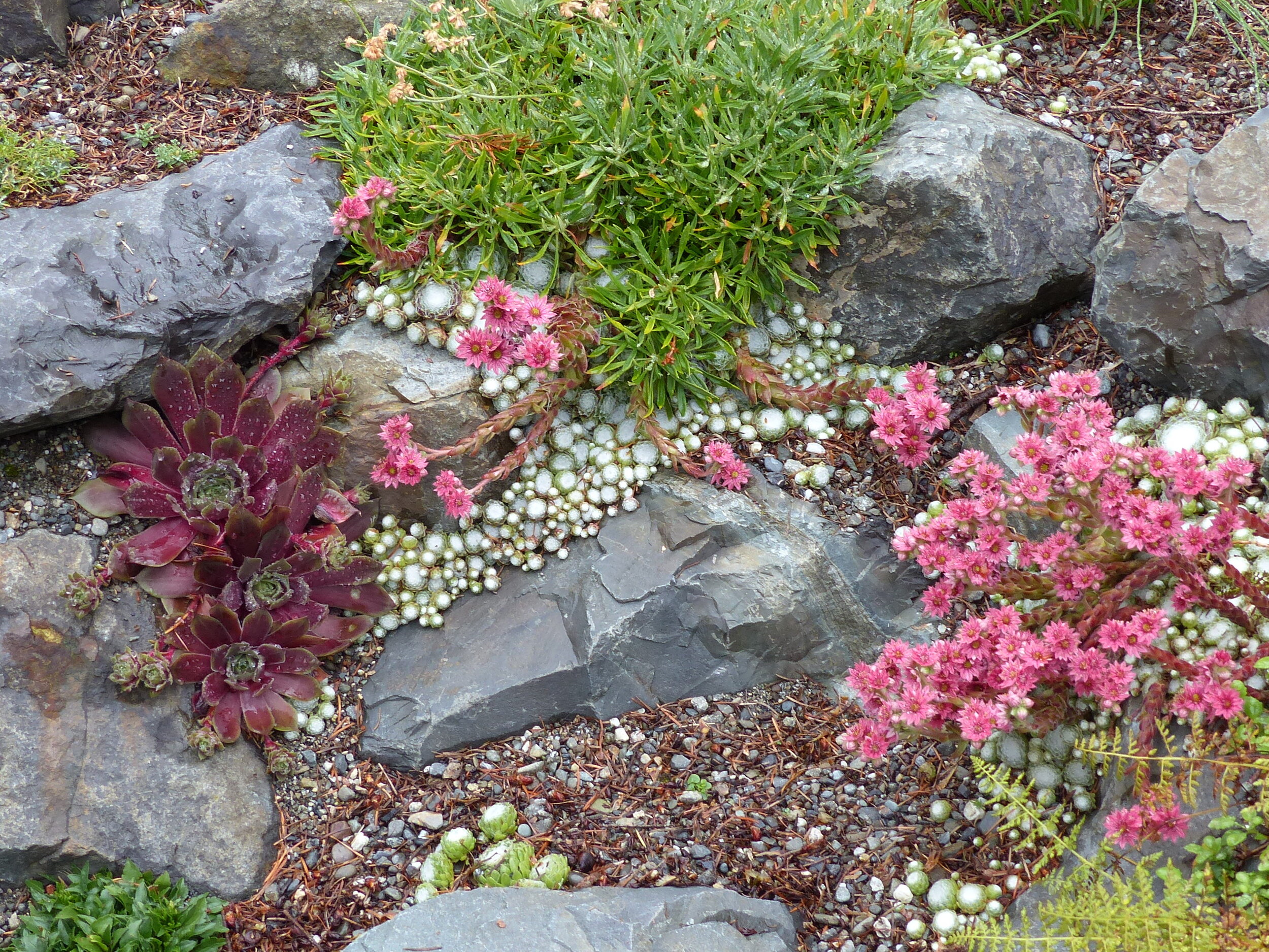  Varieties of Sedum and Sempervivums, also know as Hen and Chicks, fill the cracks and crevices between the rocks. 