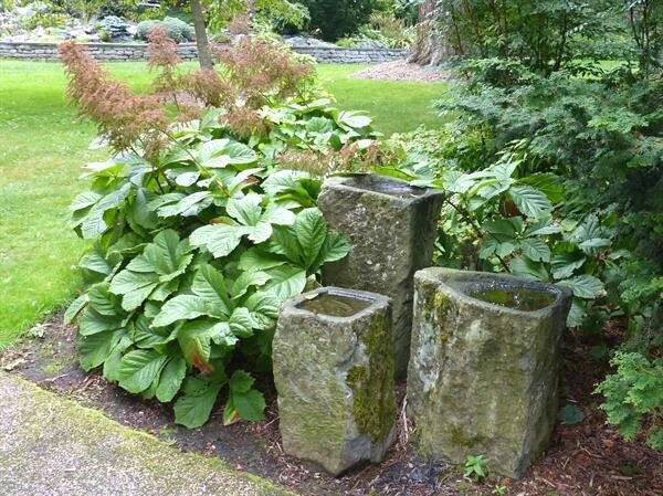 Rodgersia+(Rodgersia+aesculifolia)++P1070375+(1).jpg