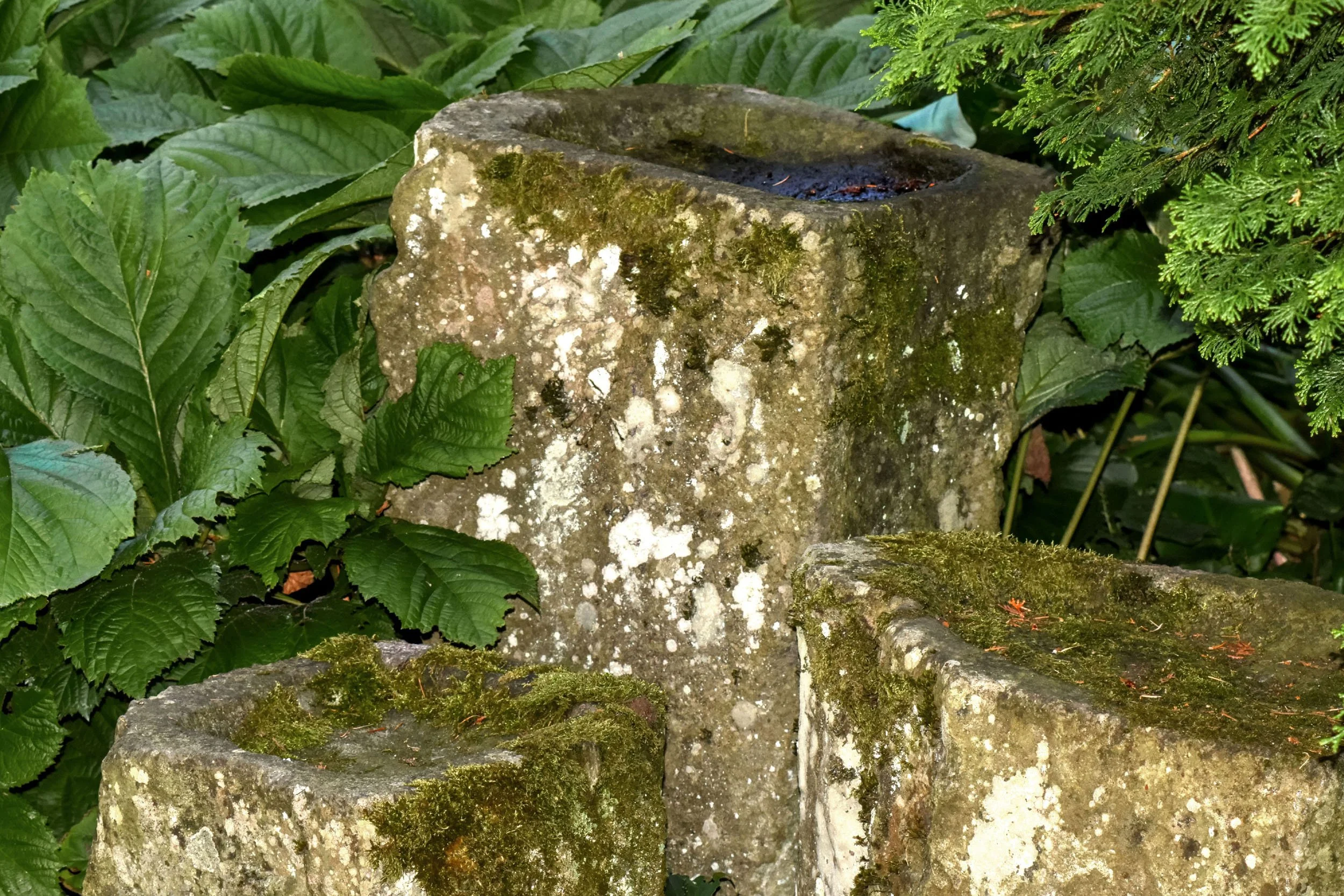 BackyardGarden (19).JPG