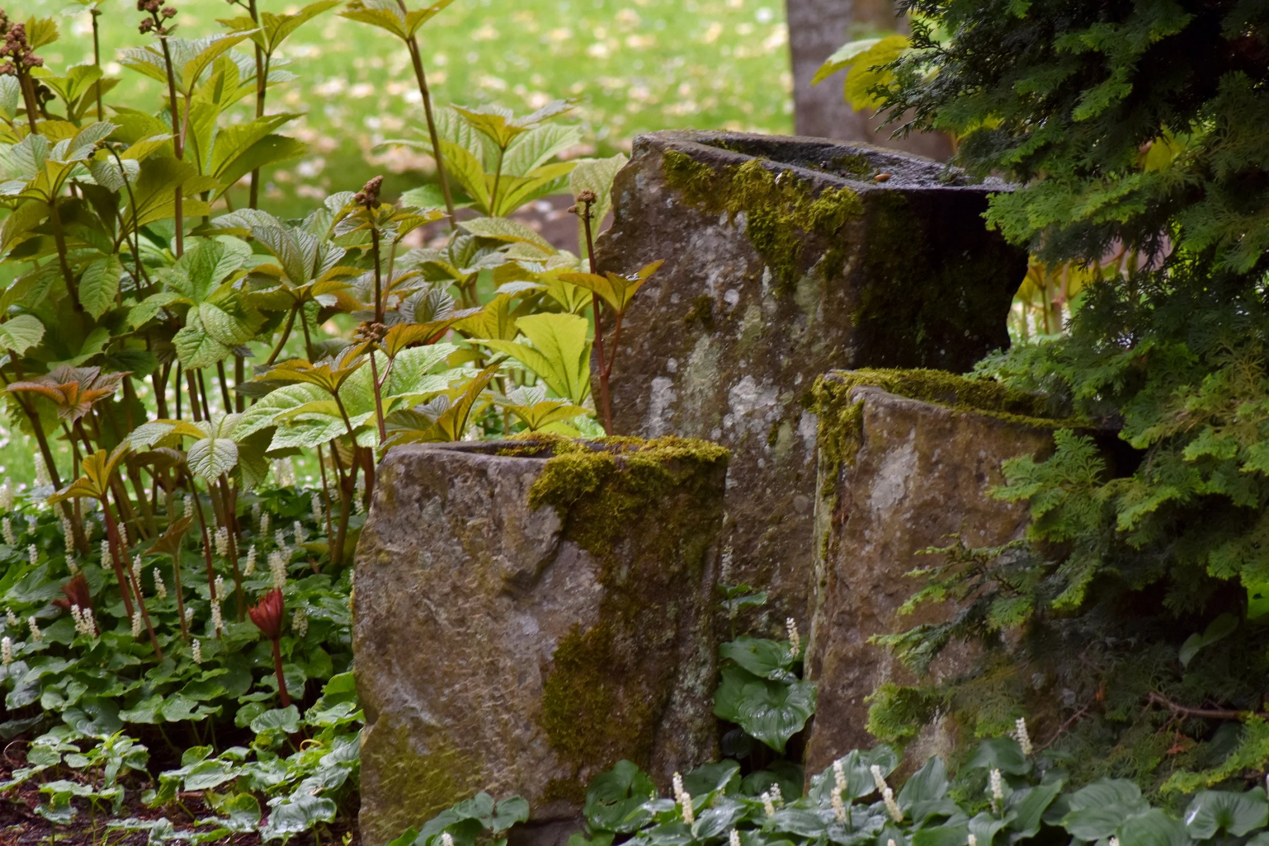 BackyardGarden (28).JPG