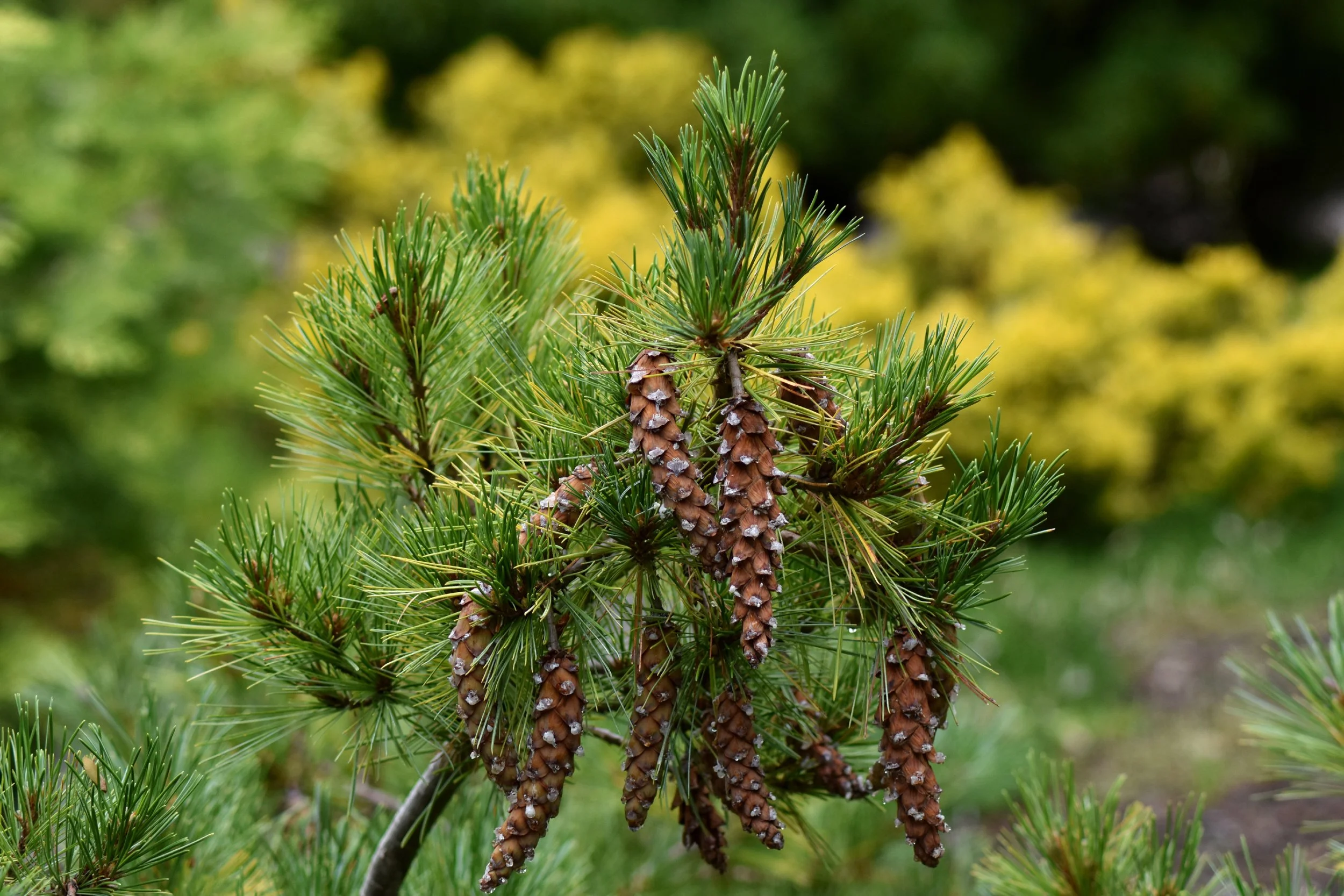 ConiferGarden (8).JPG