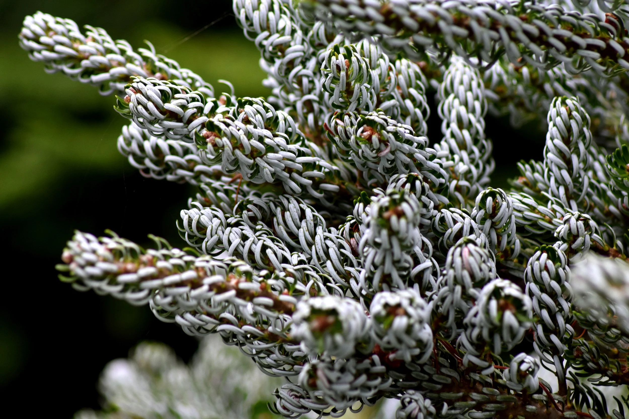 ConiferGarden (9).JPG