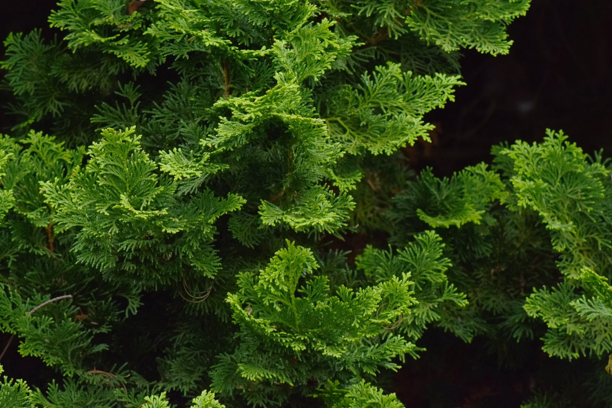 ConiferGarden (15).JPG