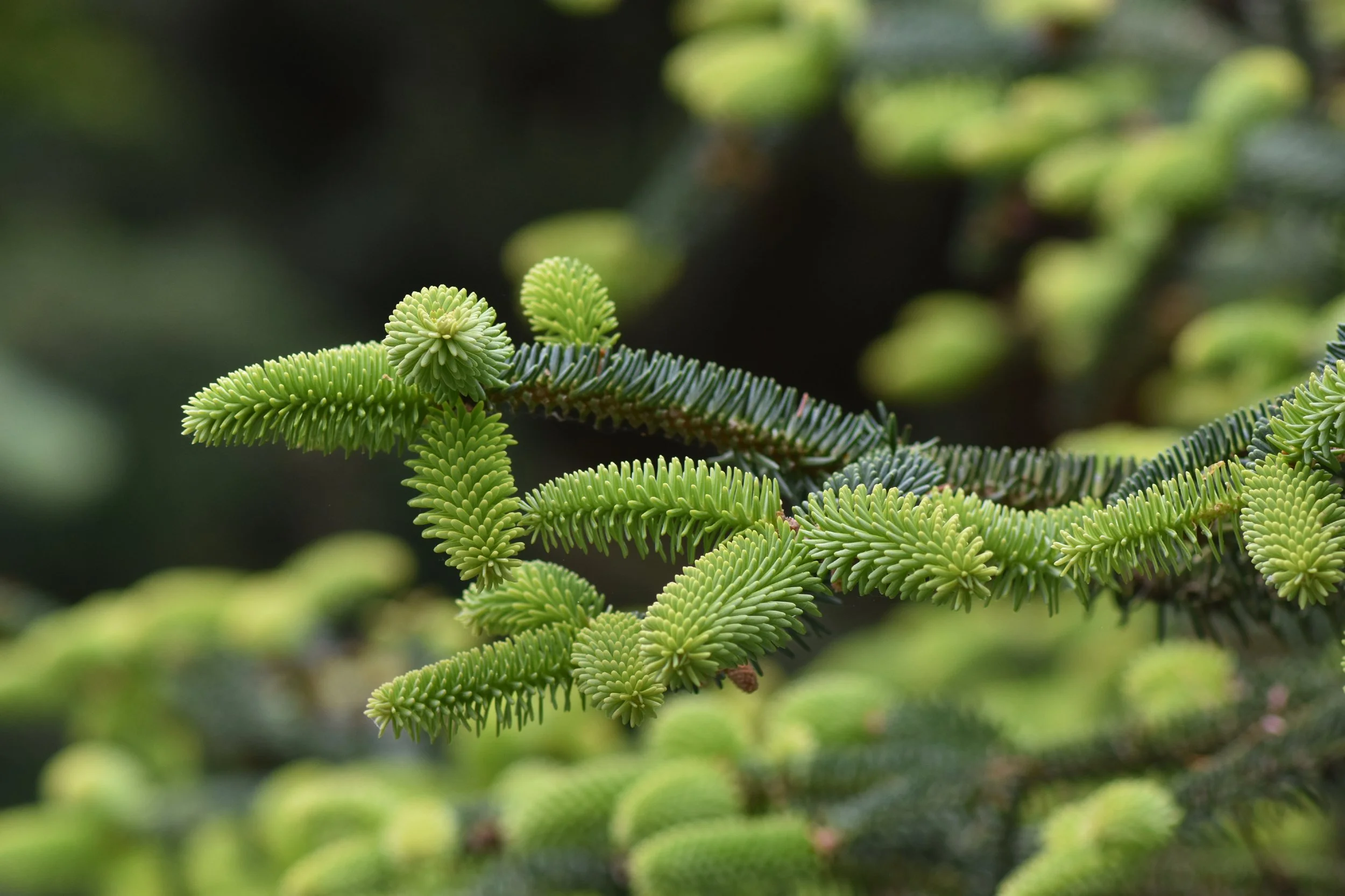ConiferGarden (17).JPG