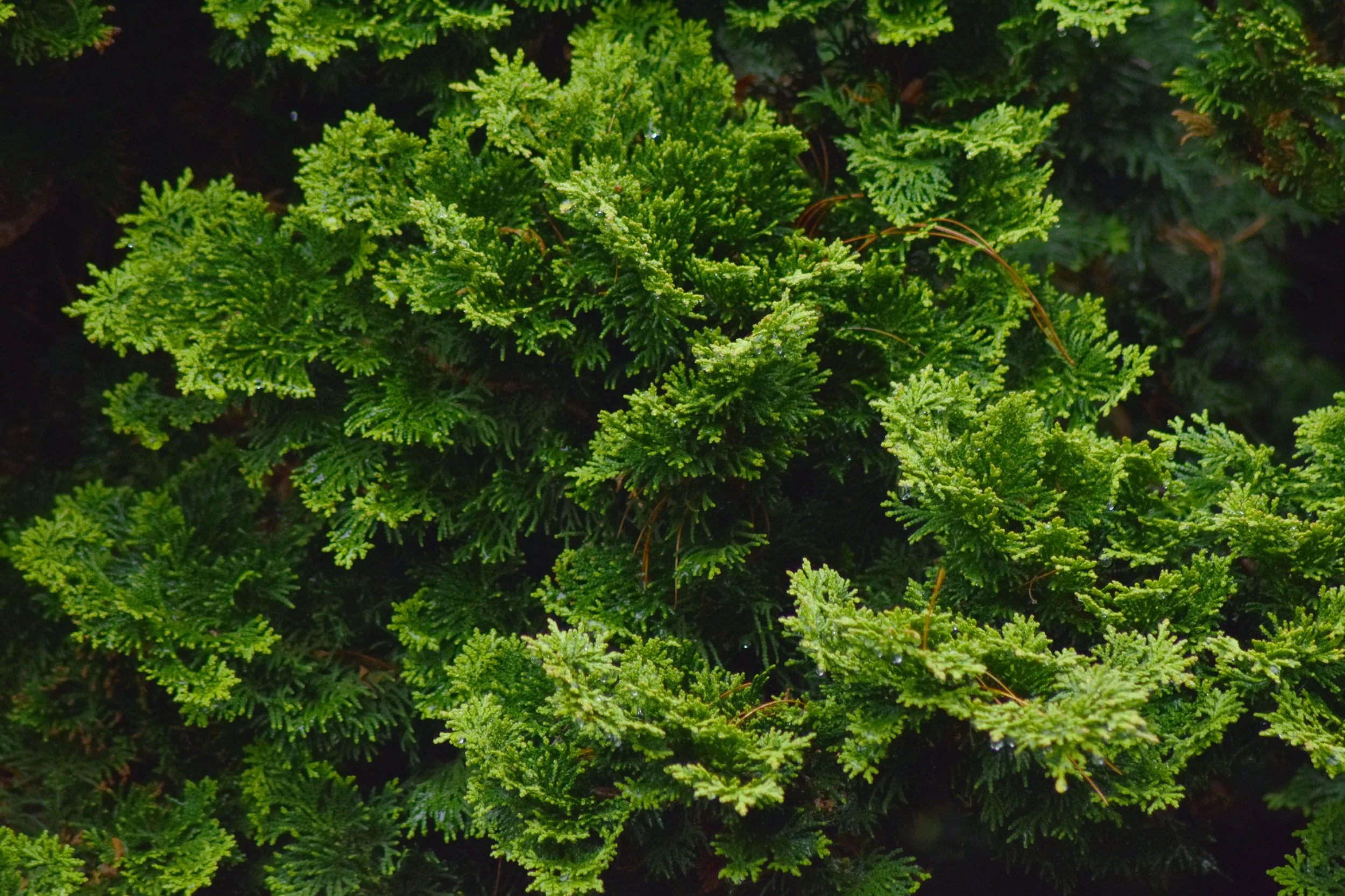 ConiferGarden (27).JPG