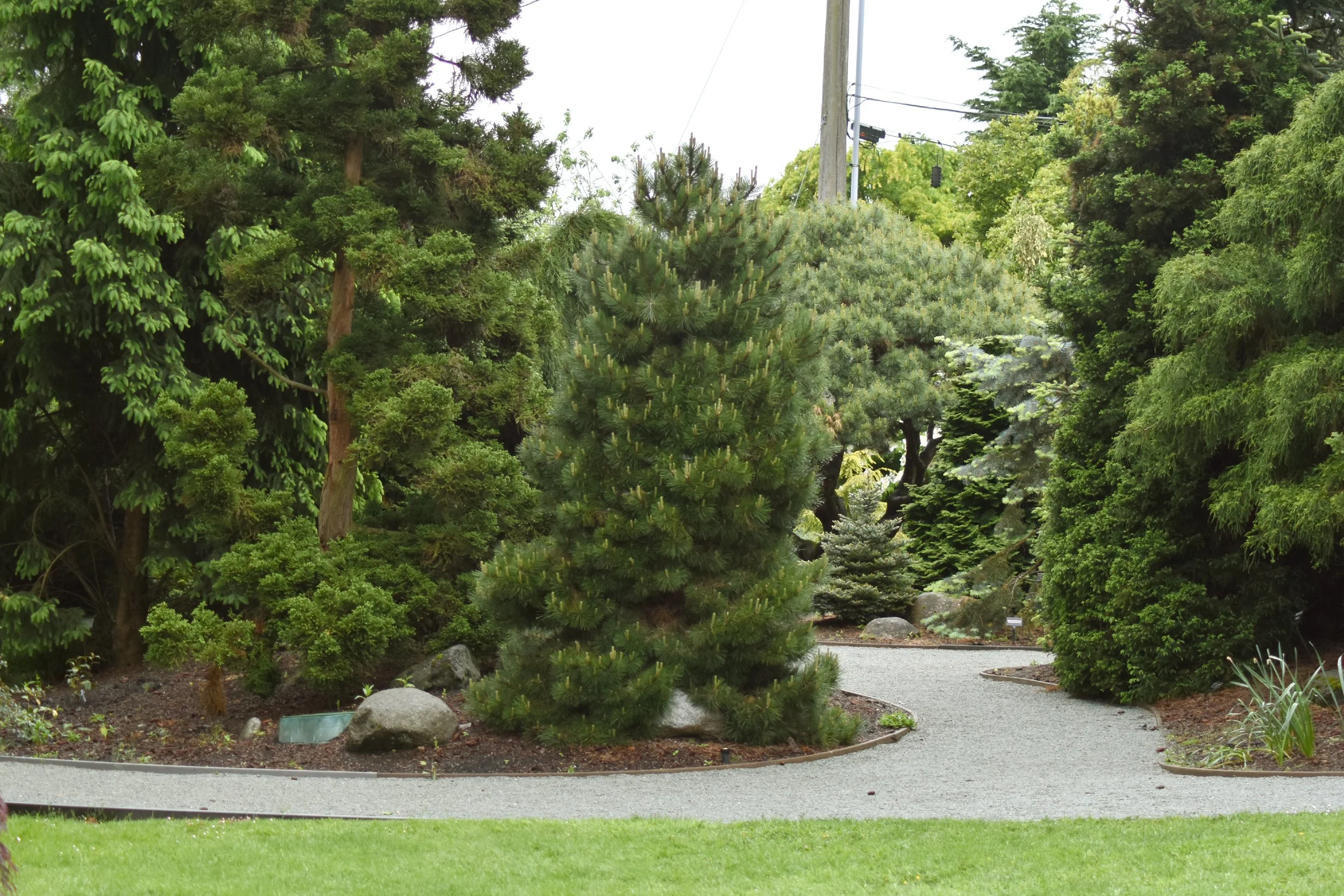 ConiferGarden (31).JPG