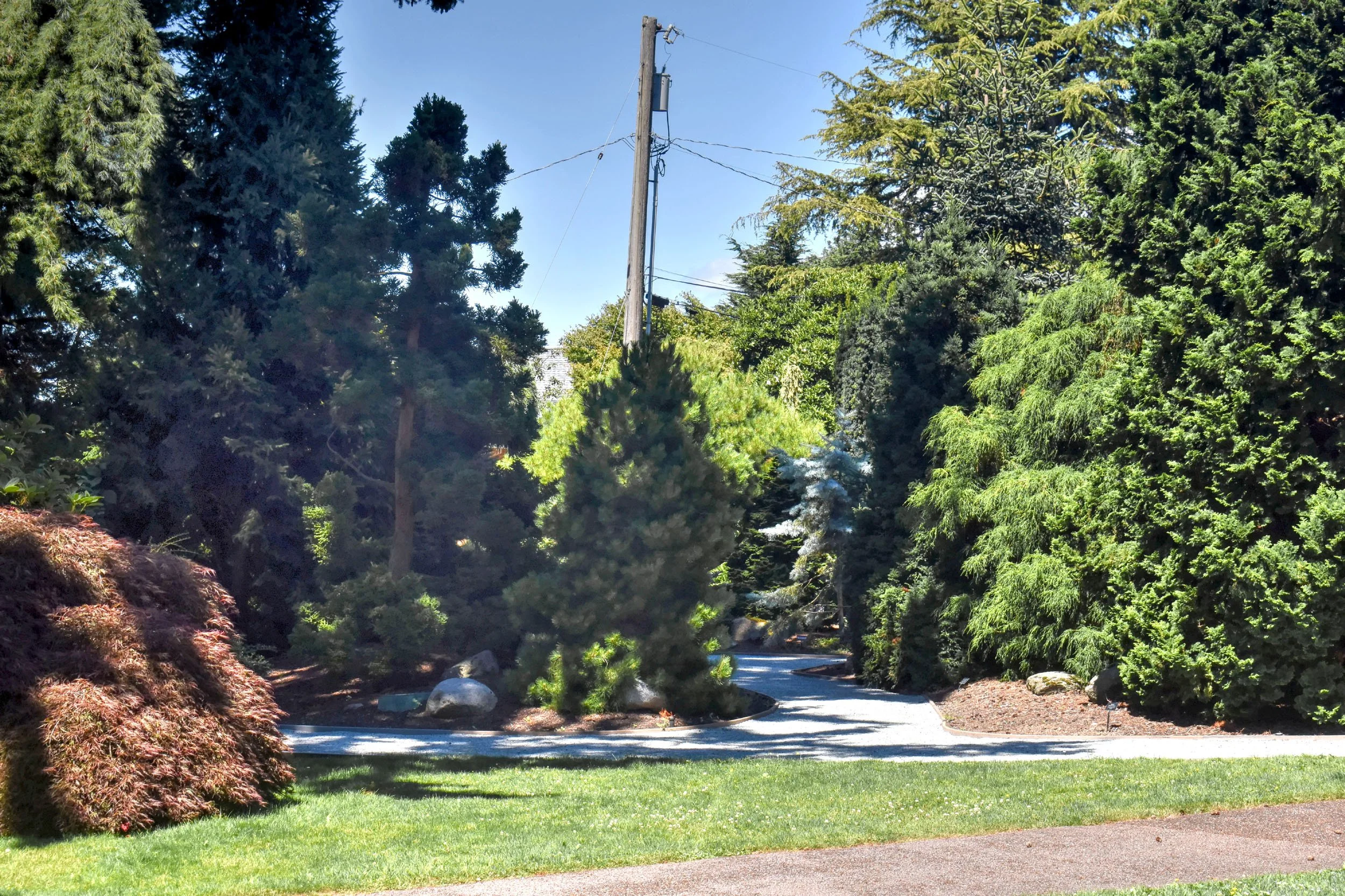 ConiferGarden (3).JPG