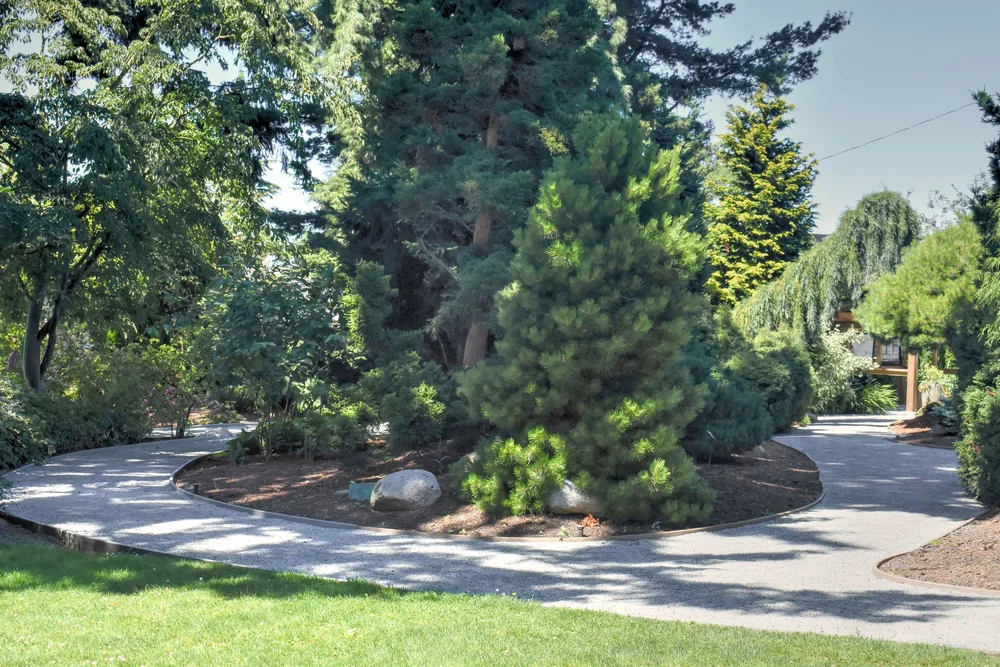 Conifer Trees In Gardens
