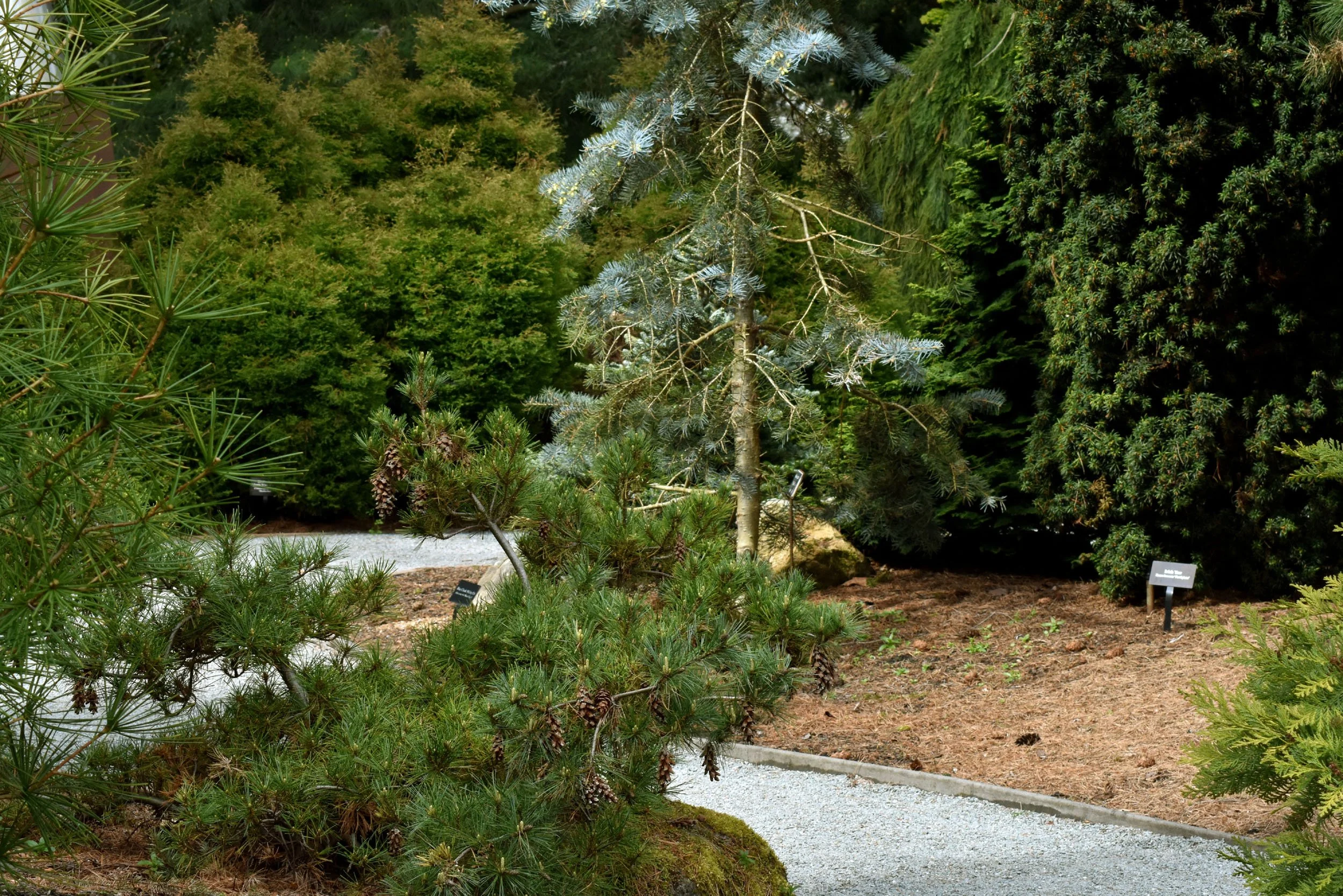 ConiferGarden (10).JPG