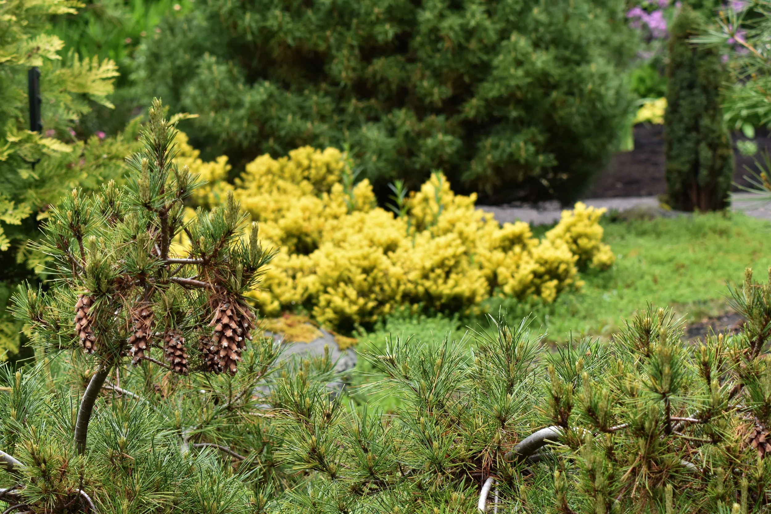 ConiferGarden (14).JPG