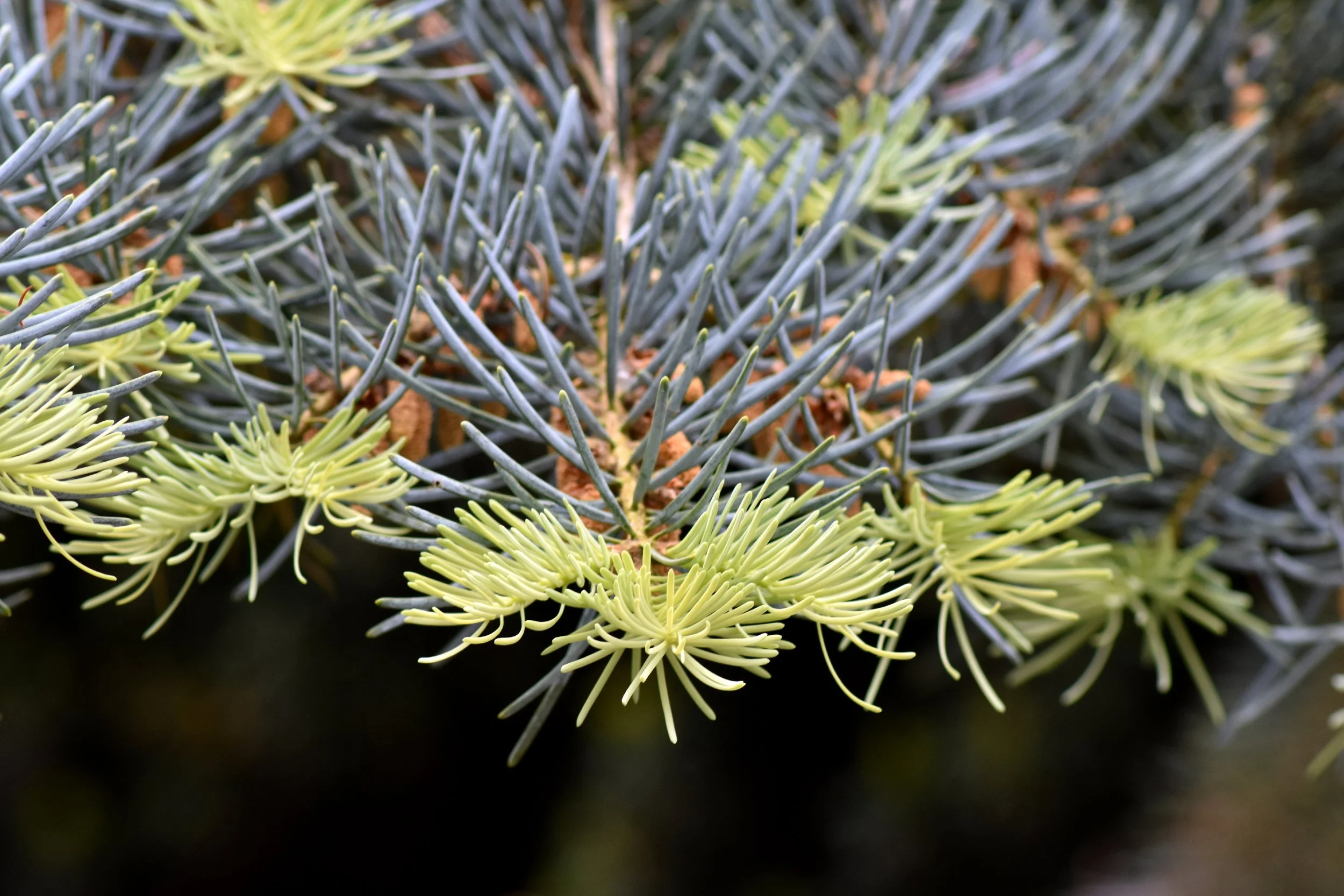 ConiferGarden (19).JPG