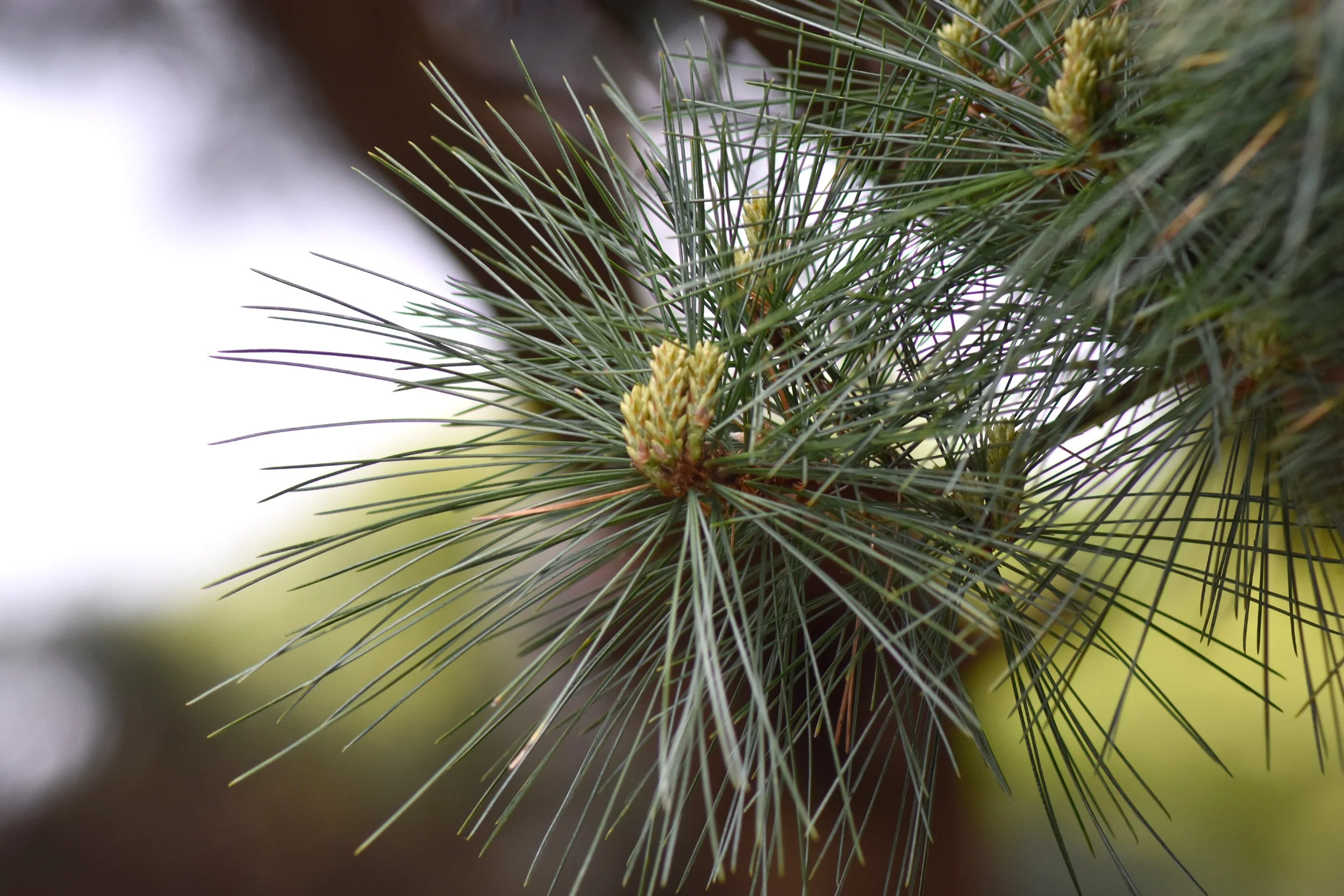 ConiferGarden (20).JPG