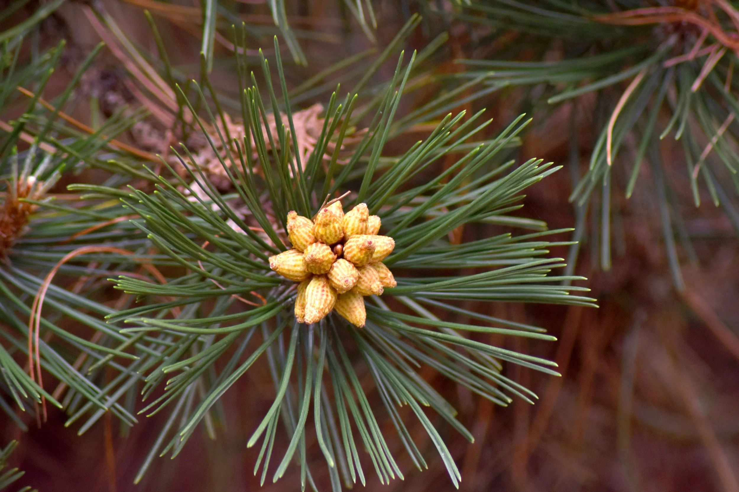 ConiferGarden (25).JPG