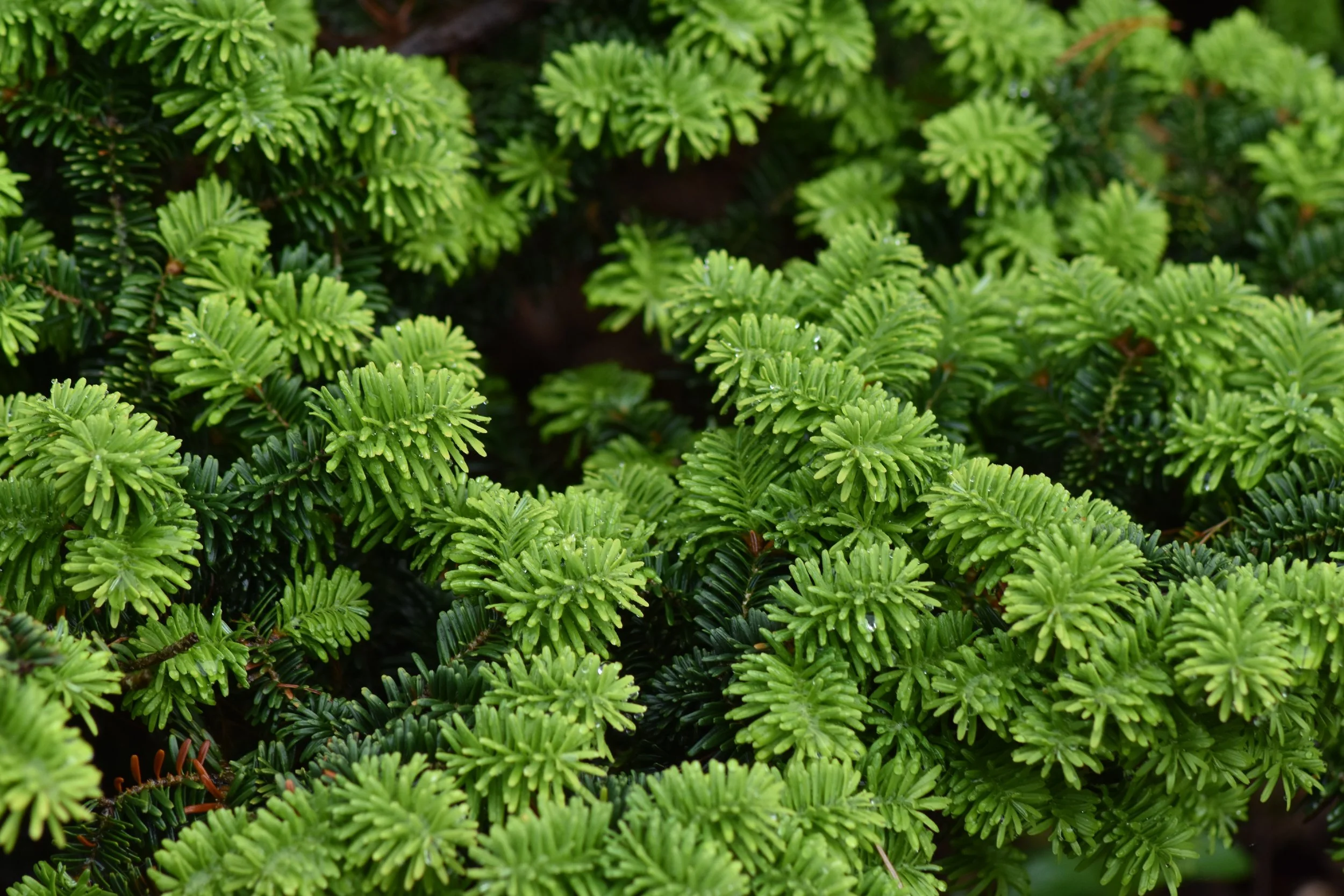ConiferGarden (26).JPG