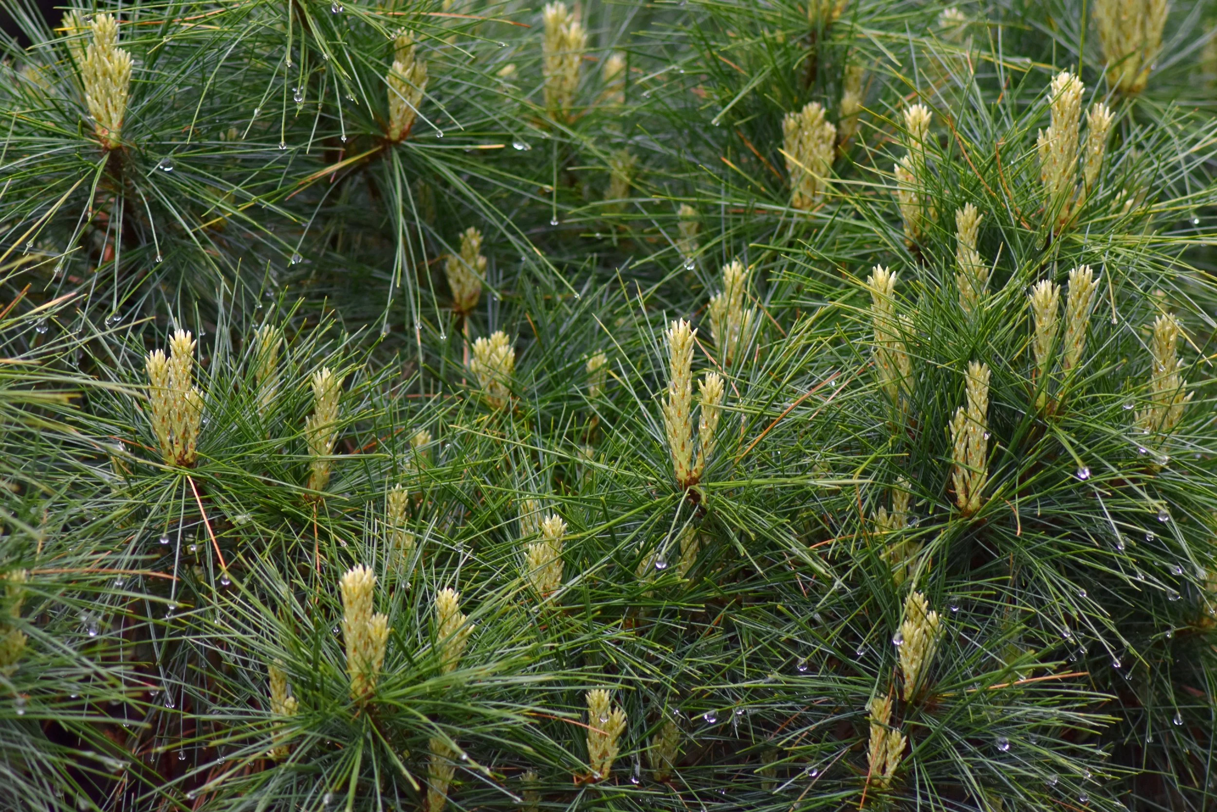 ConiferGarden (28).JPG