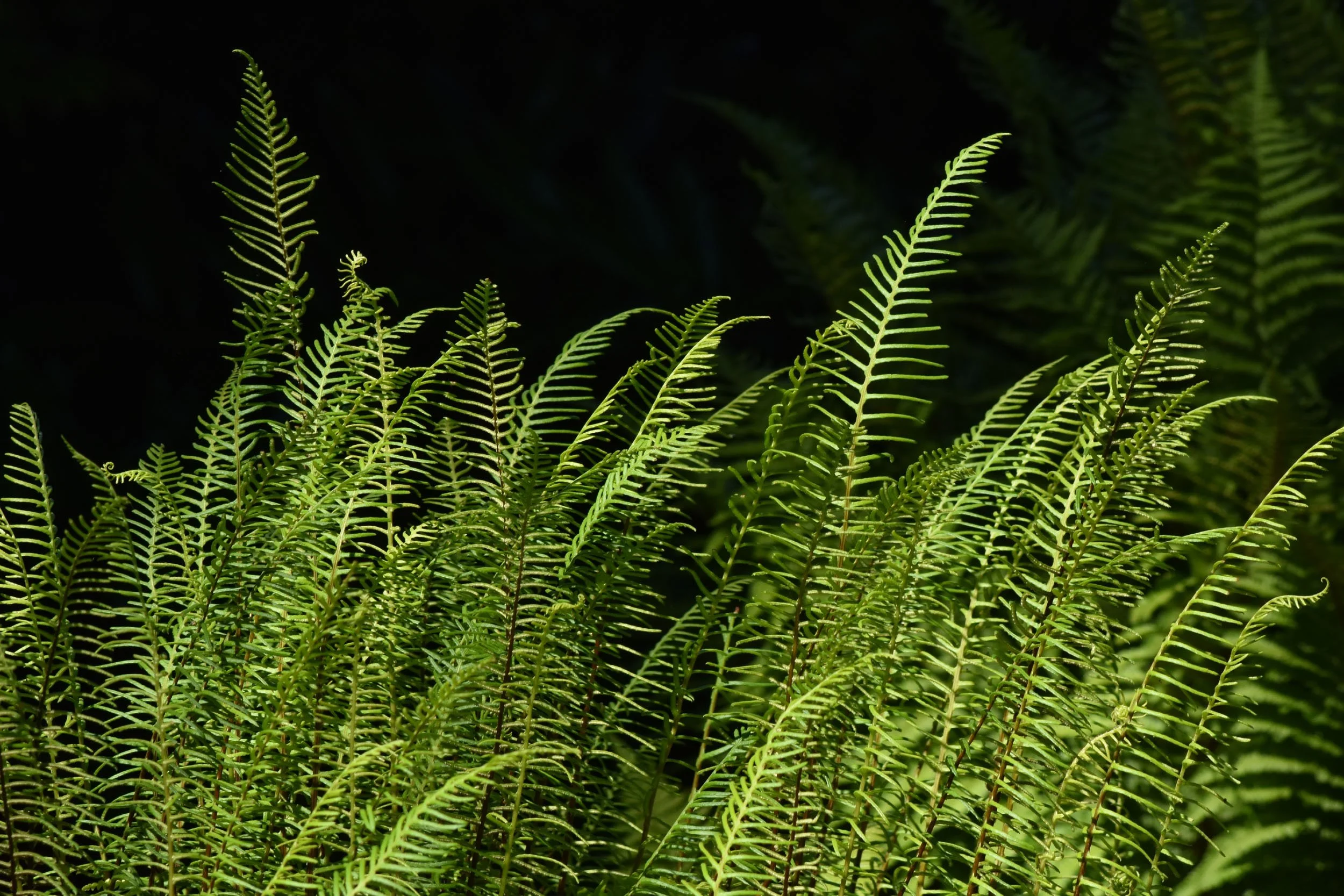 Fernery (5).JPG