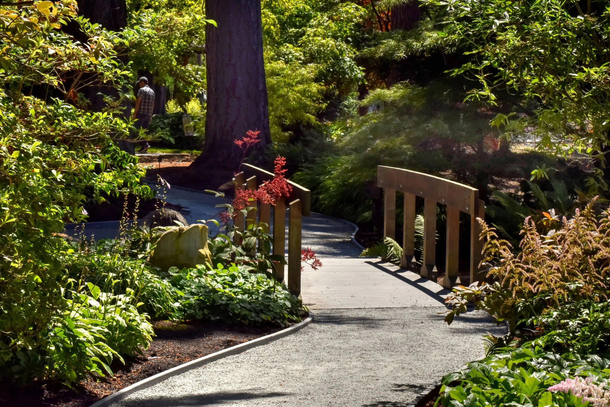 Fernery (6).JPG