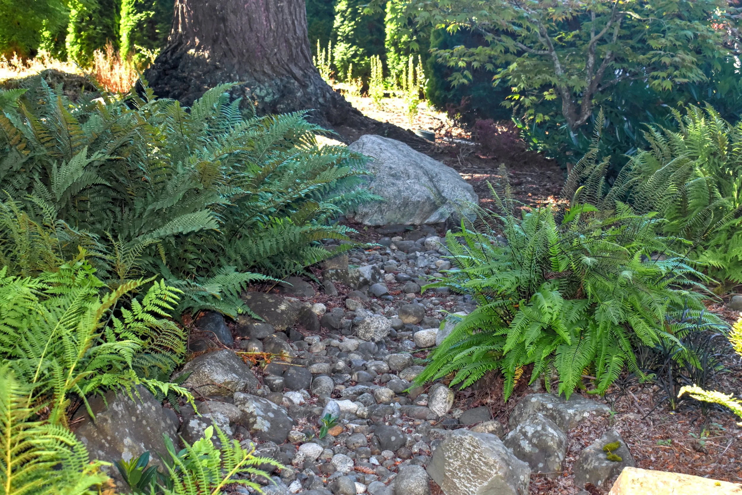 Fernery (11).JPG