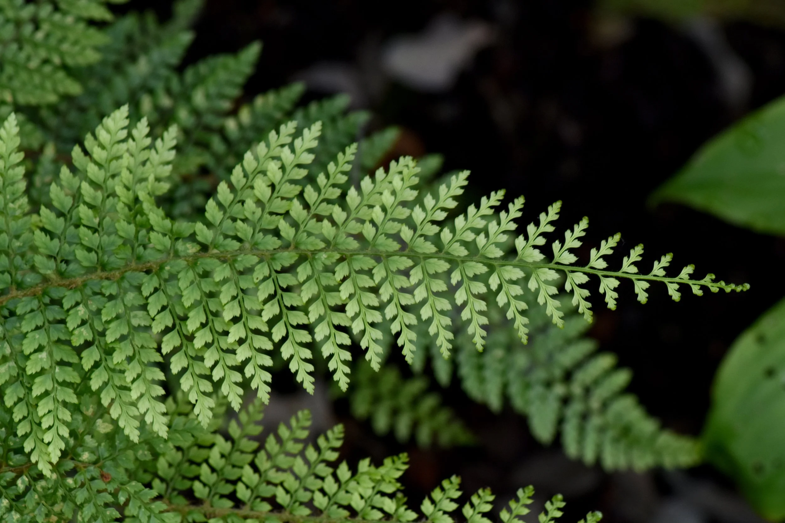 Fernery (17).JPG