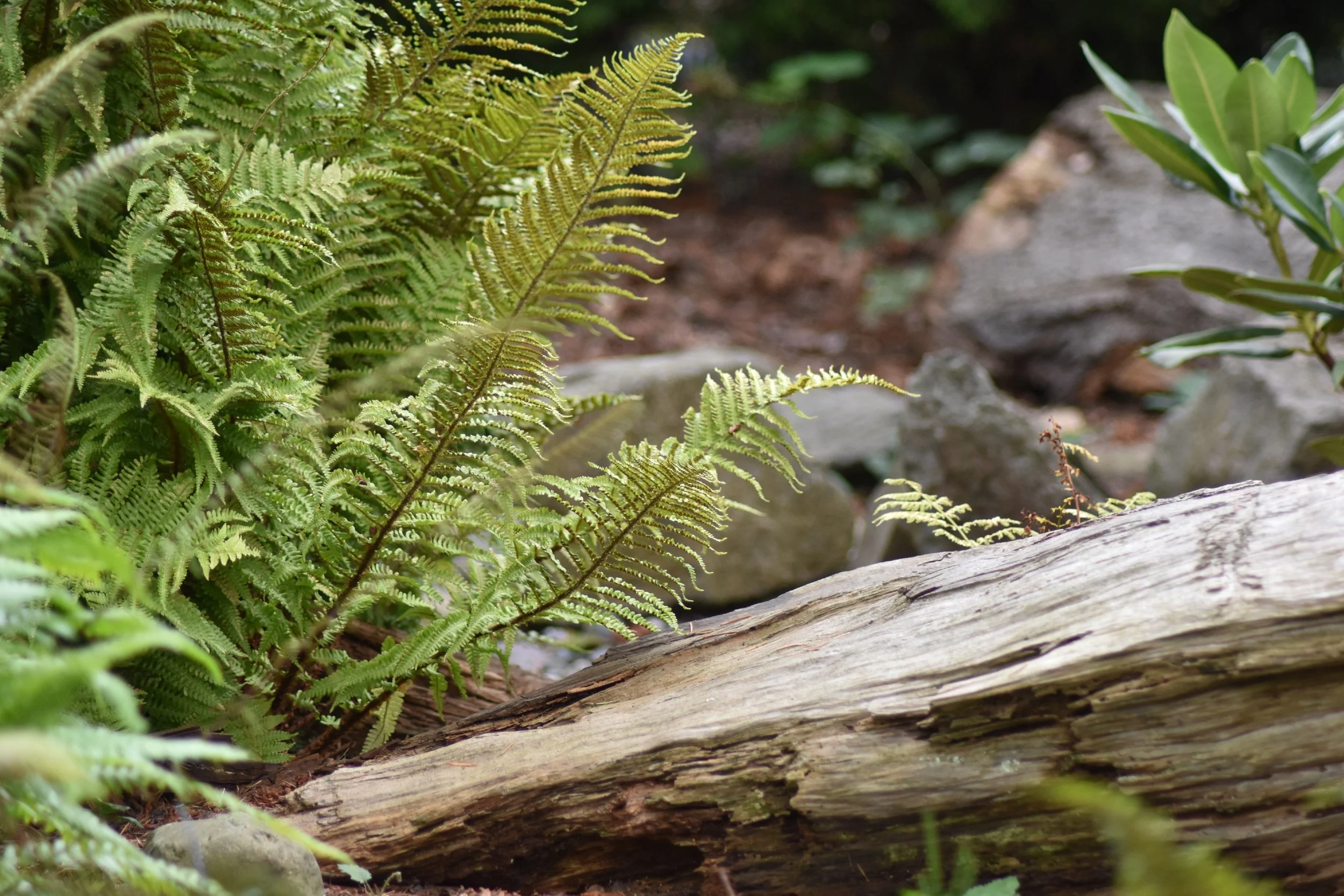 Fernery (19).JPG