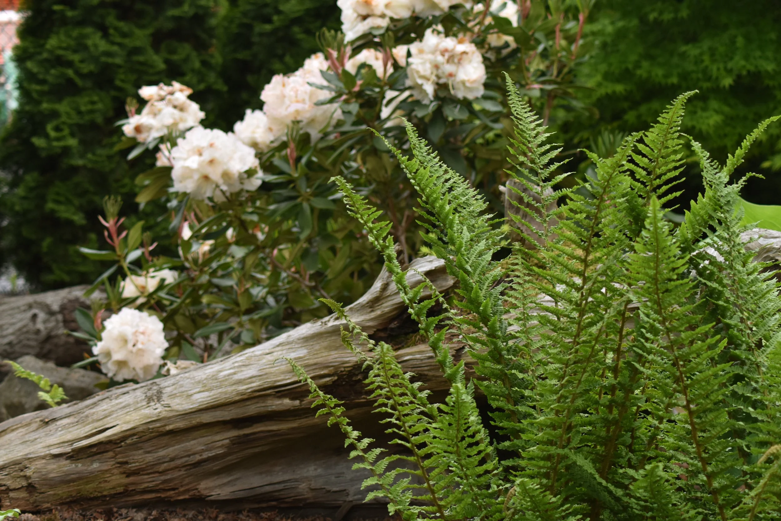 Fernery (25).JPG