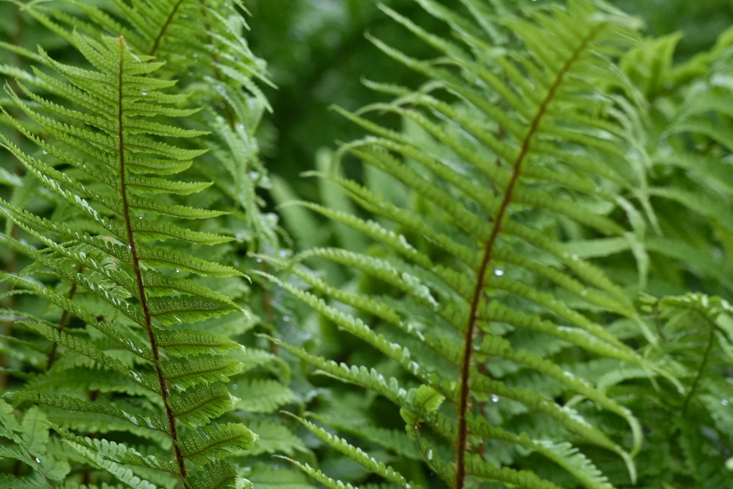 Fernery (28).JPG