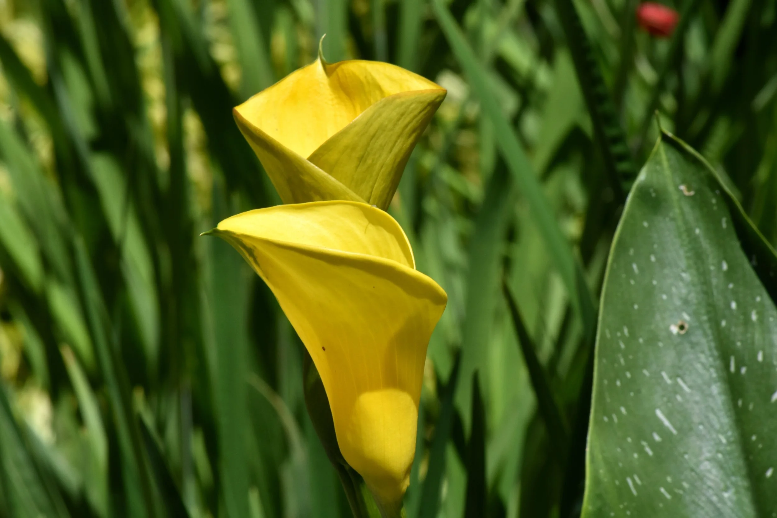 MasterGarden (17).JPG