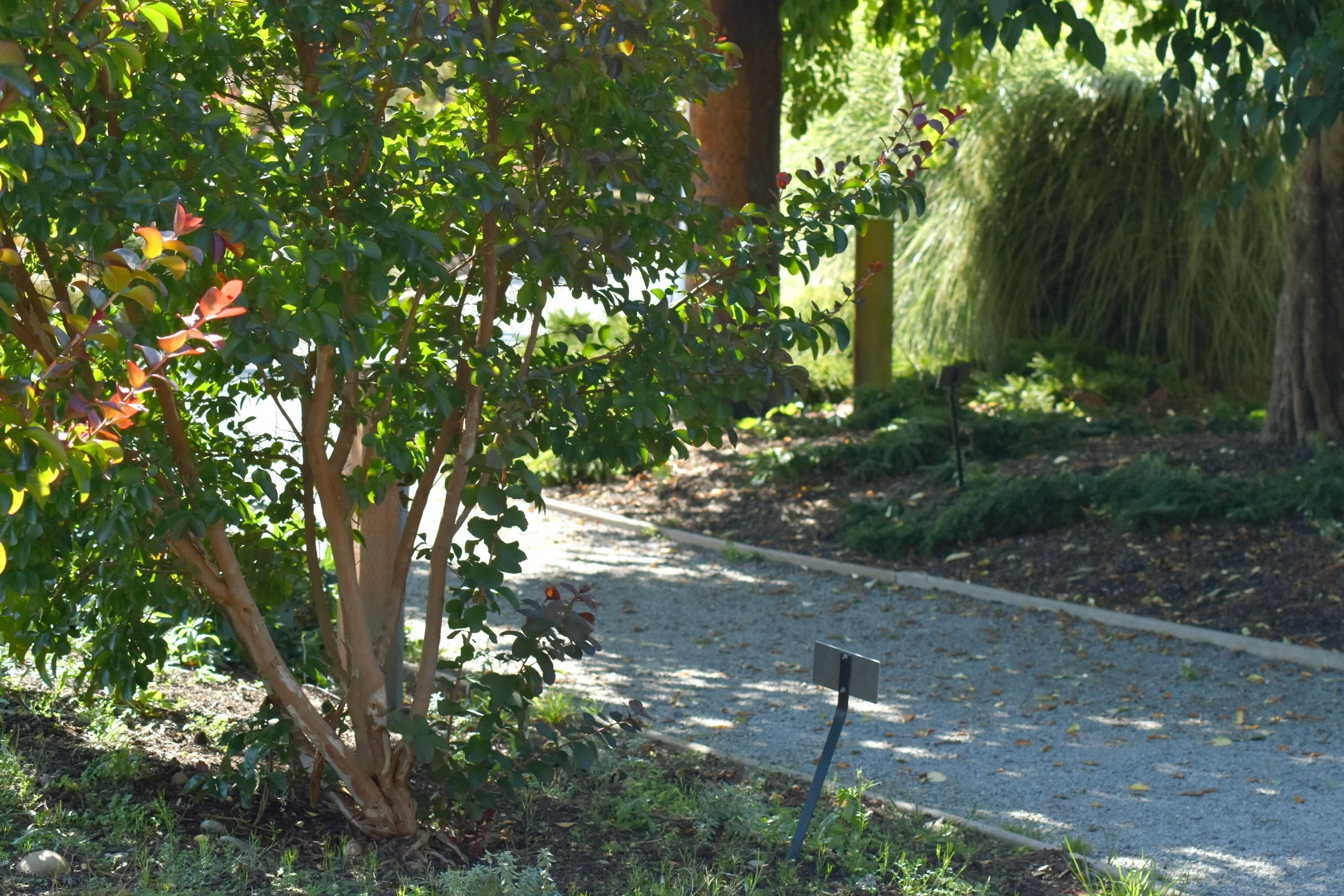 Small_Urban_Tree_Trail (27).JPG
