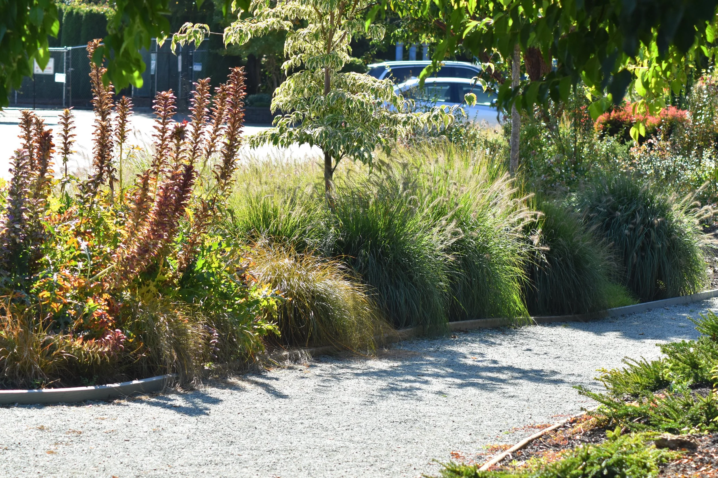 Small_Urban_Tree_Trail (28).JPG