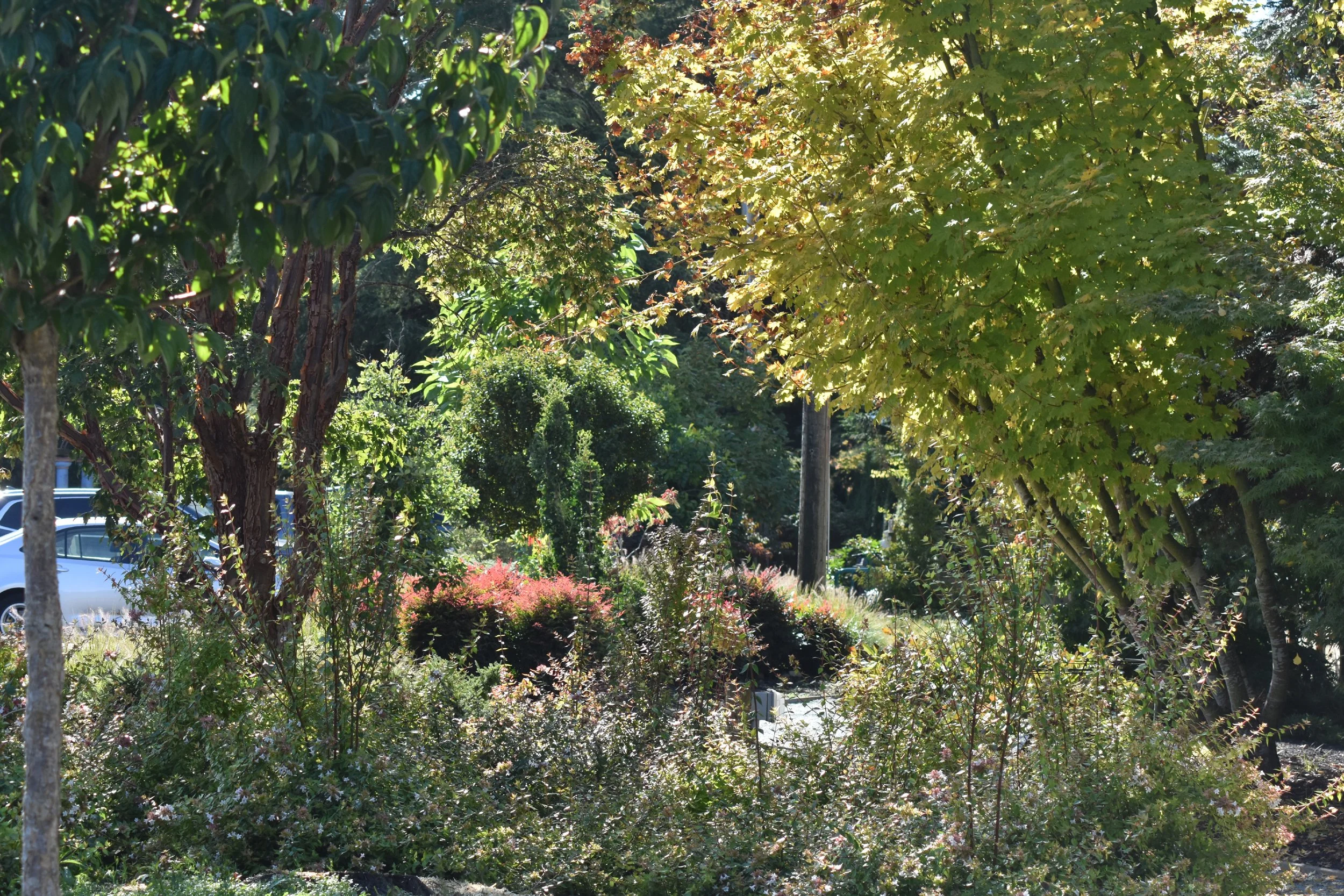 Small_Urban_Tree_Trail (31).JPG