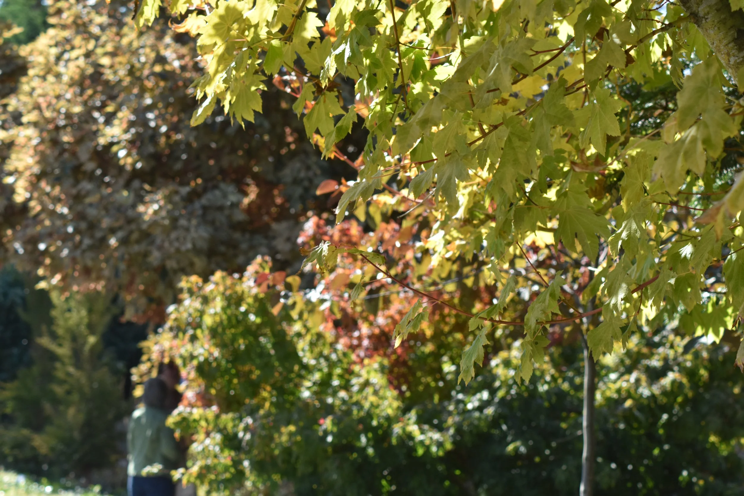 Small_Urban_Tree_Trail (35).JPG