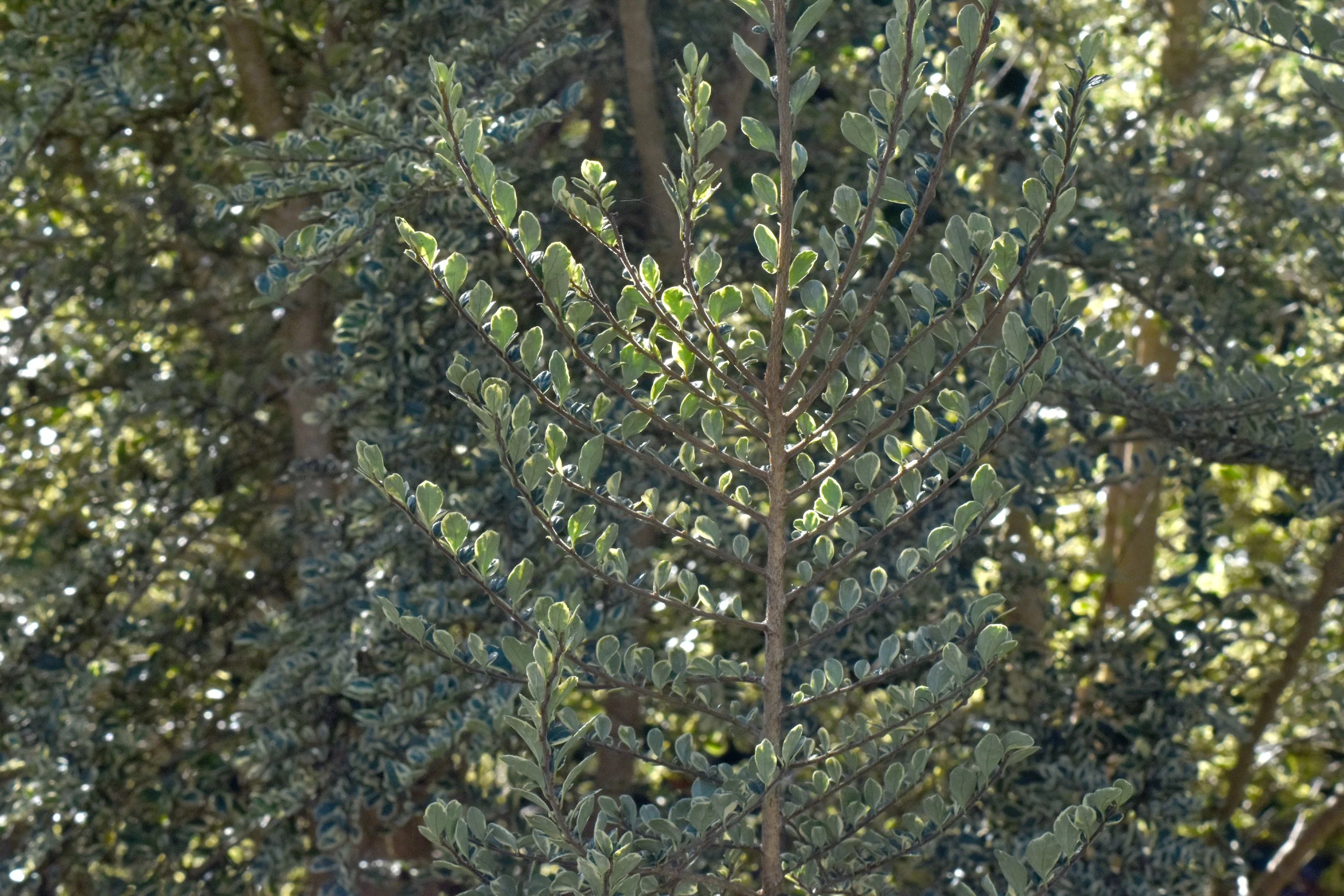 Small_Urban_Tree_Trail (43).JPG