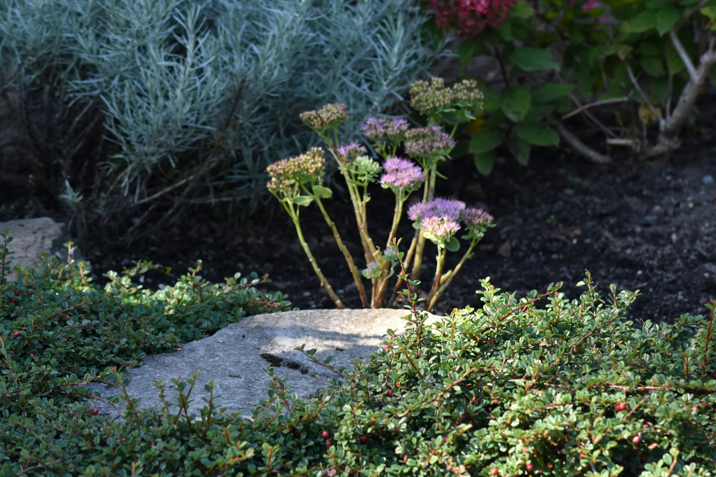 HorizontalRockGarden (16).JPG