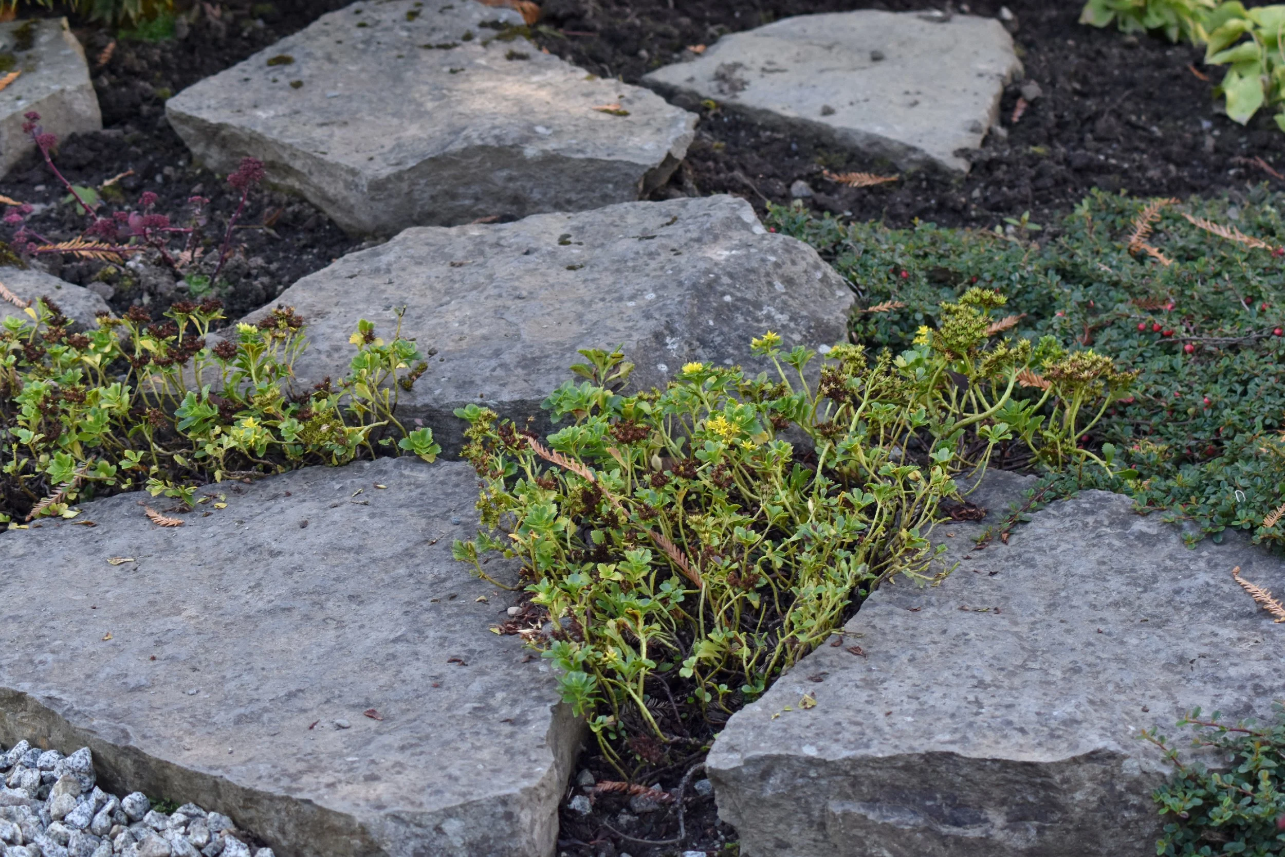 HorizontalRockGarden (18).JPG
