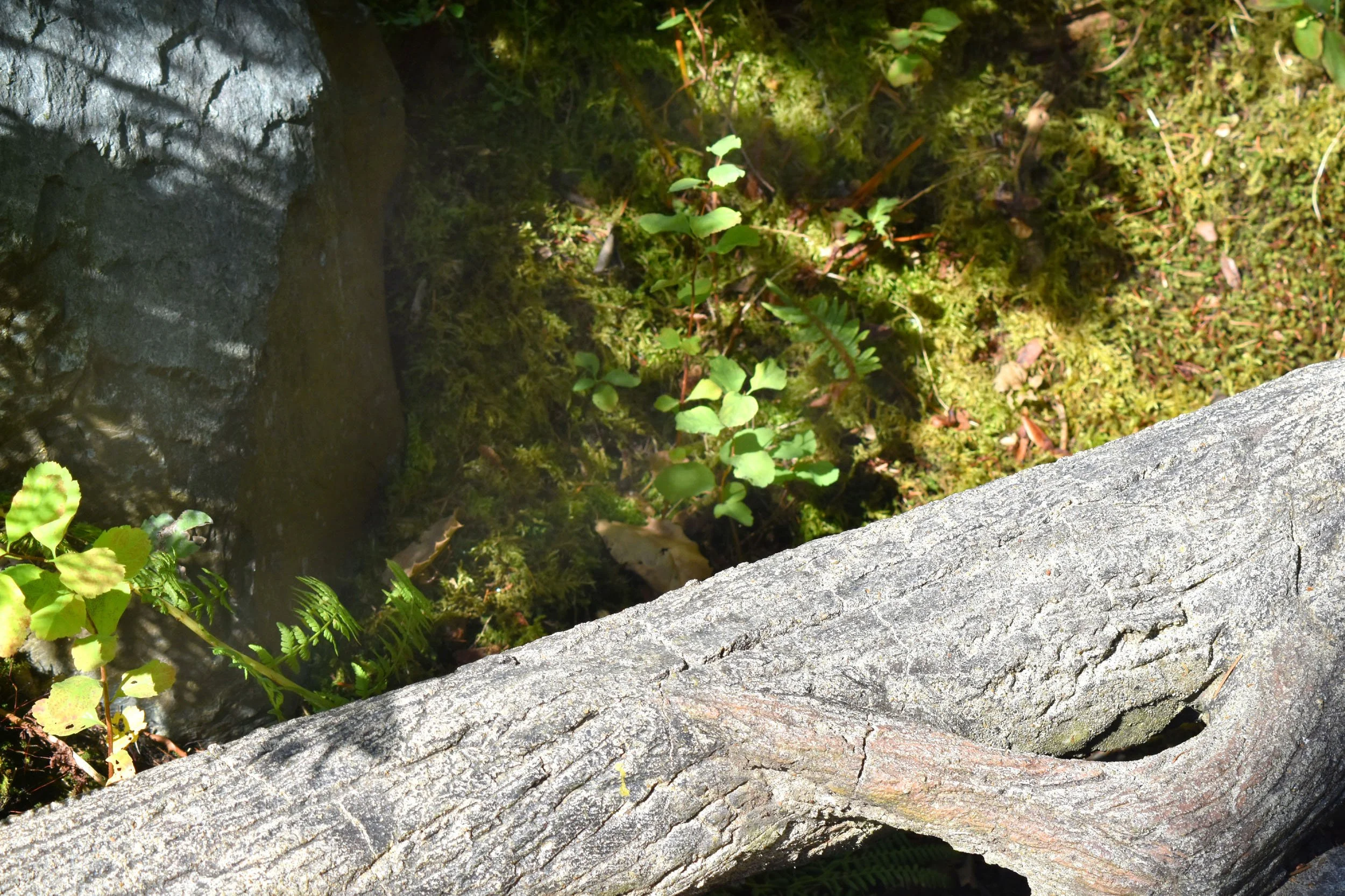 NW_Native_Trail (11).JPG