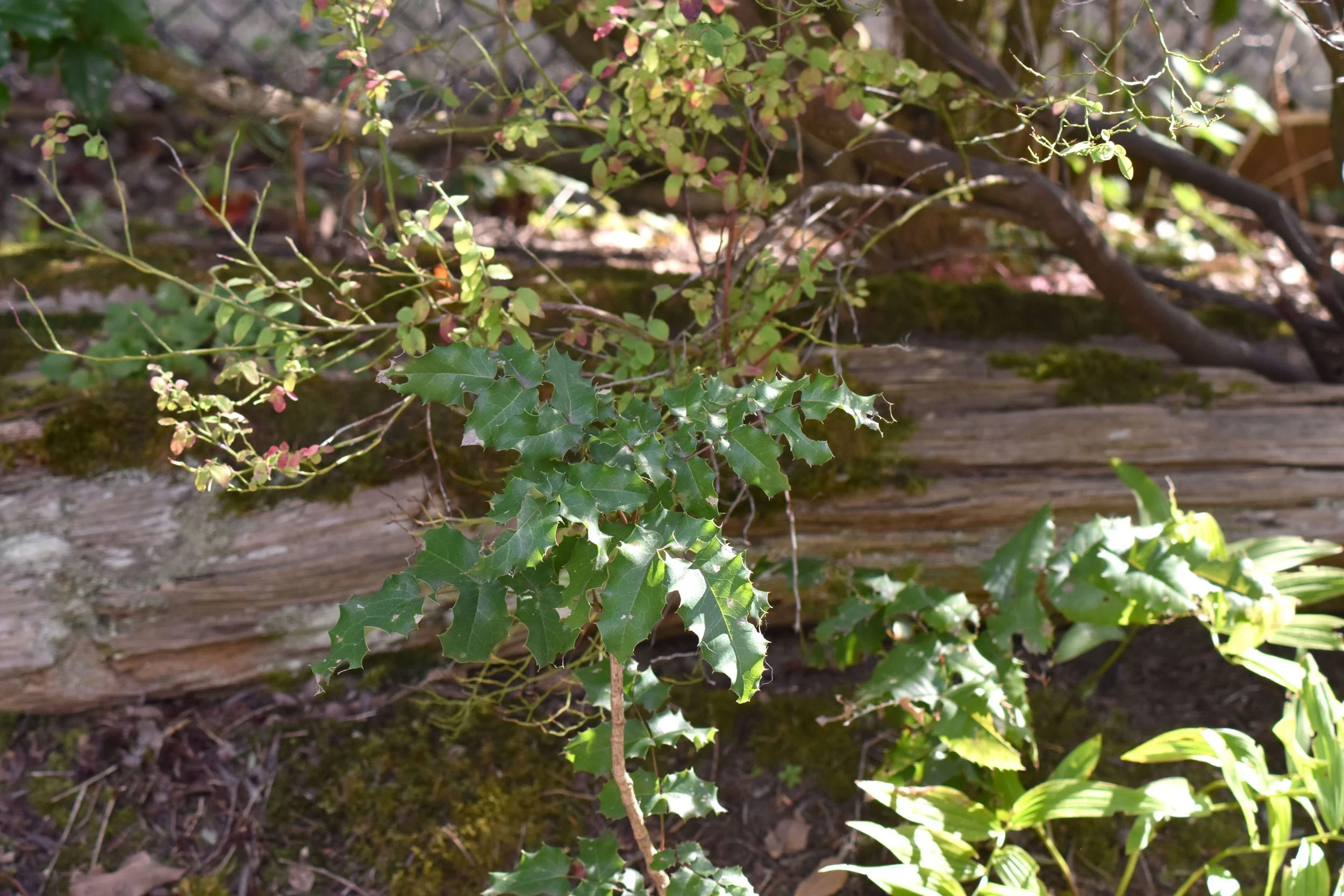 NW_Native_Trail (13).JPG