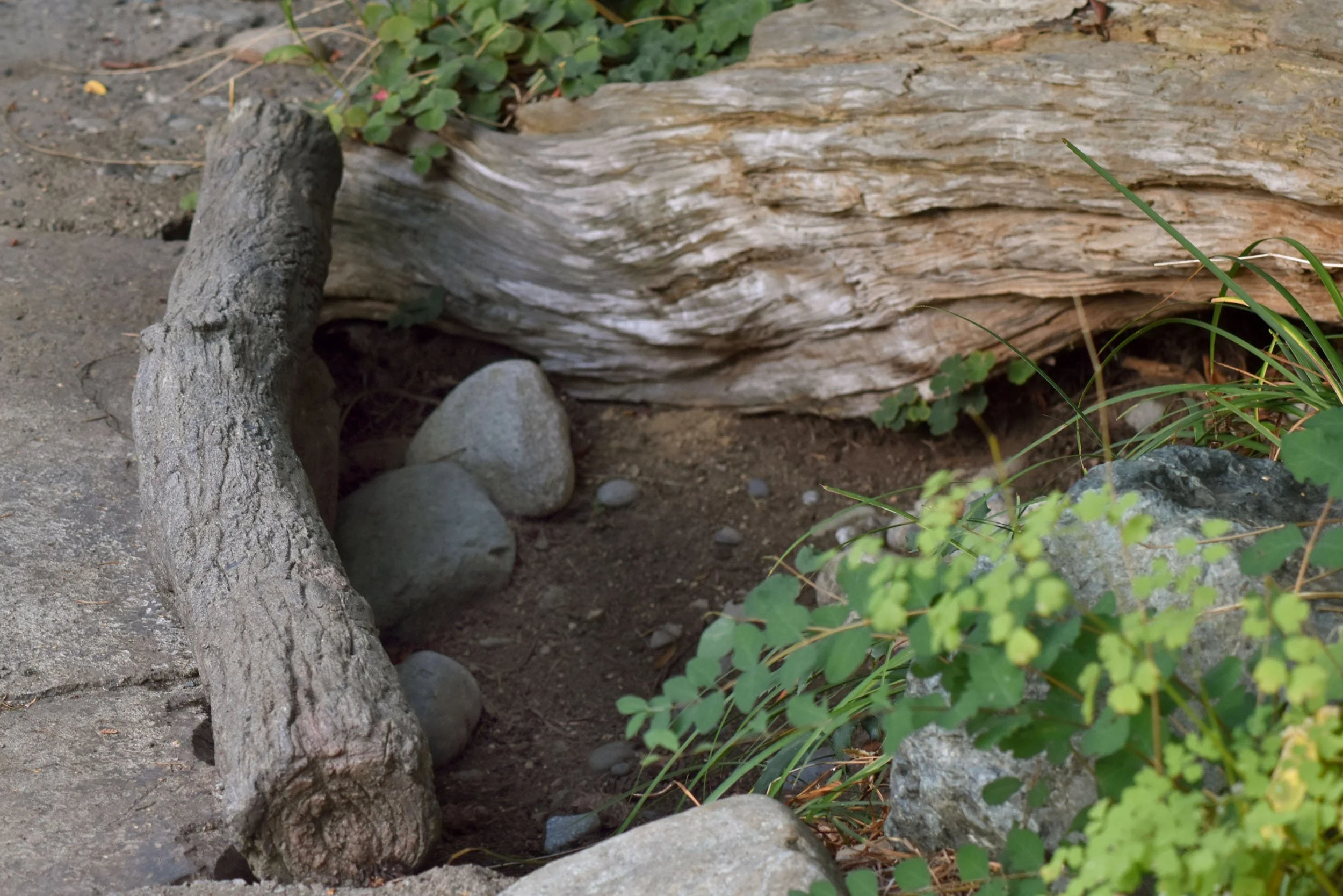 NW_Native_Trail (16).JPG
