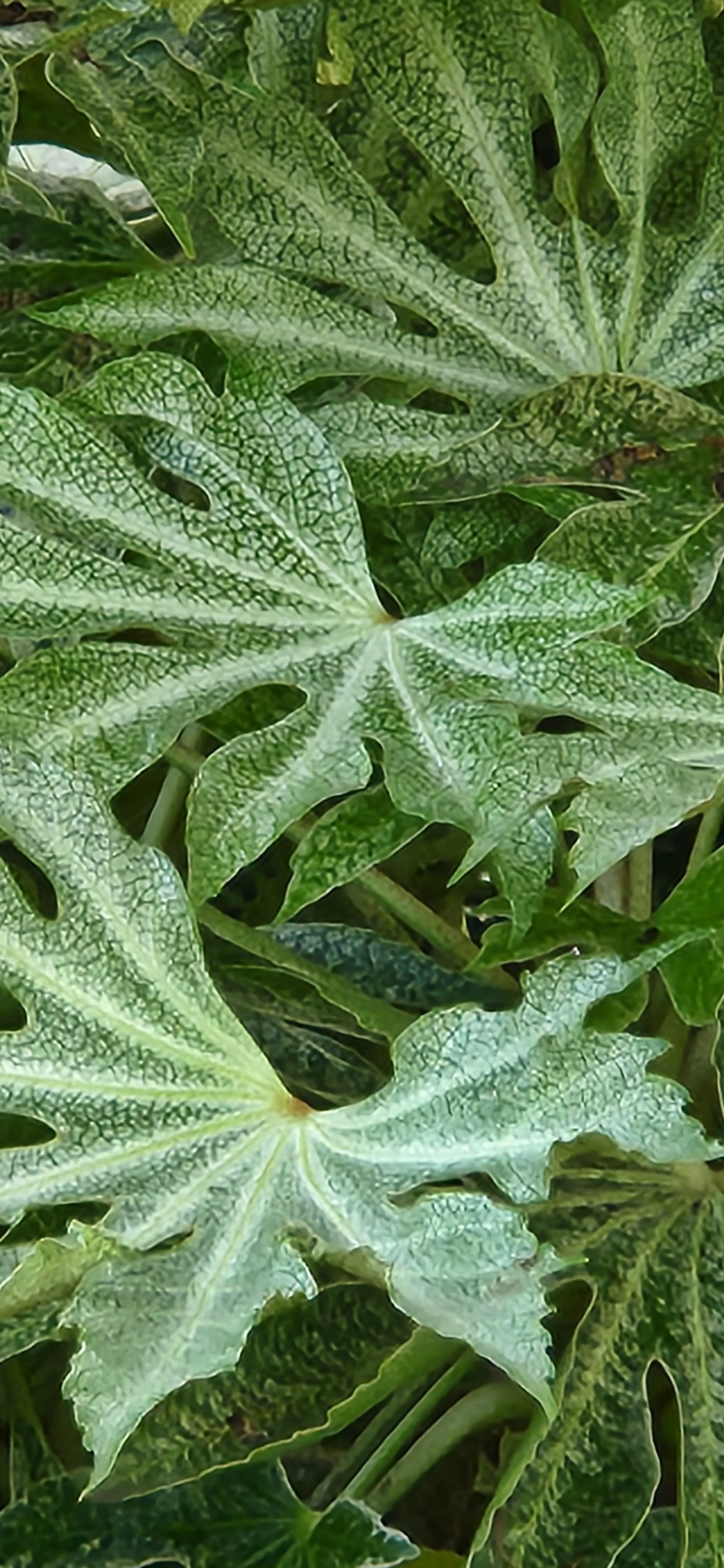 The Perennial Path Walk &amp; Talk Series: Evergreen Perennials